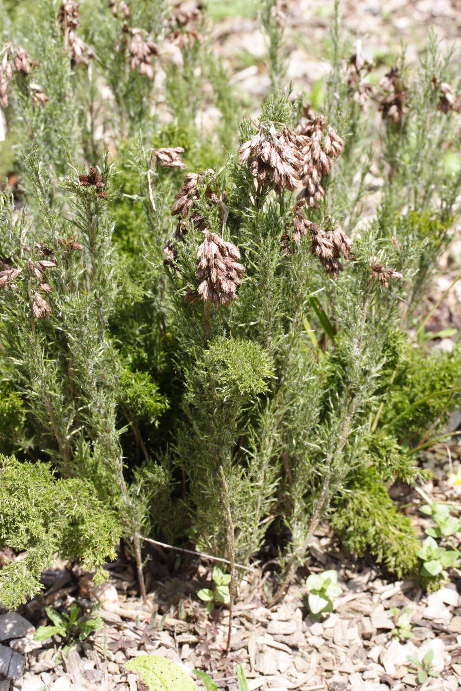 thamnochortus_fruticosus1md