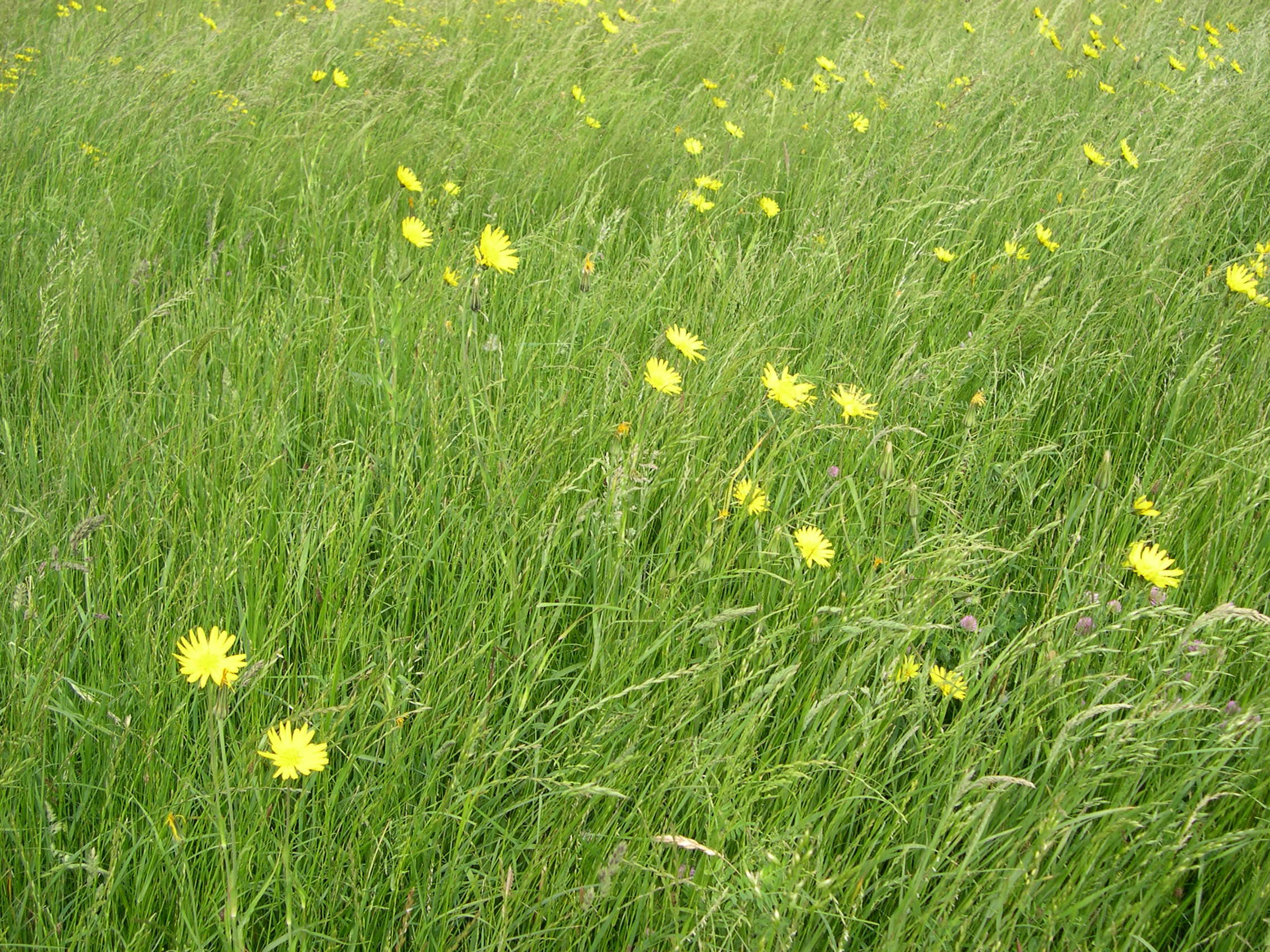 tragopogon_pratensis_orientalis1md