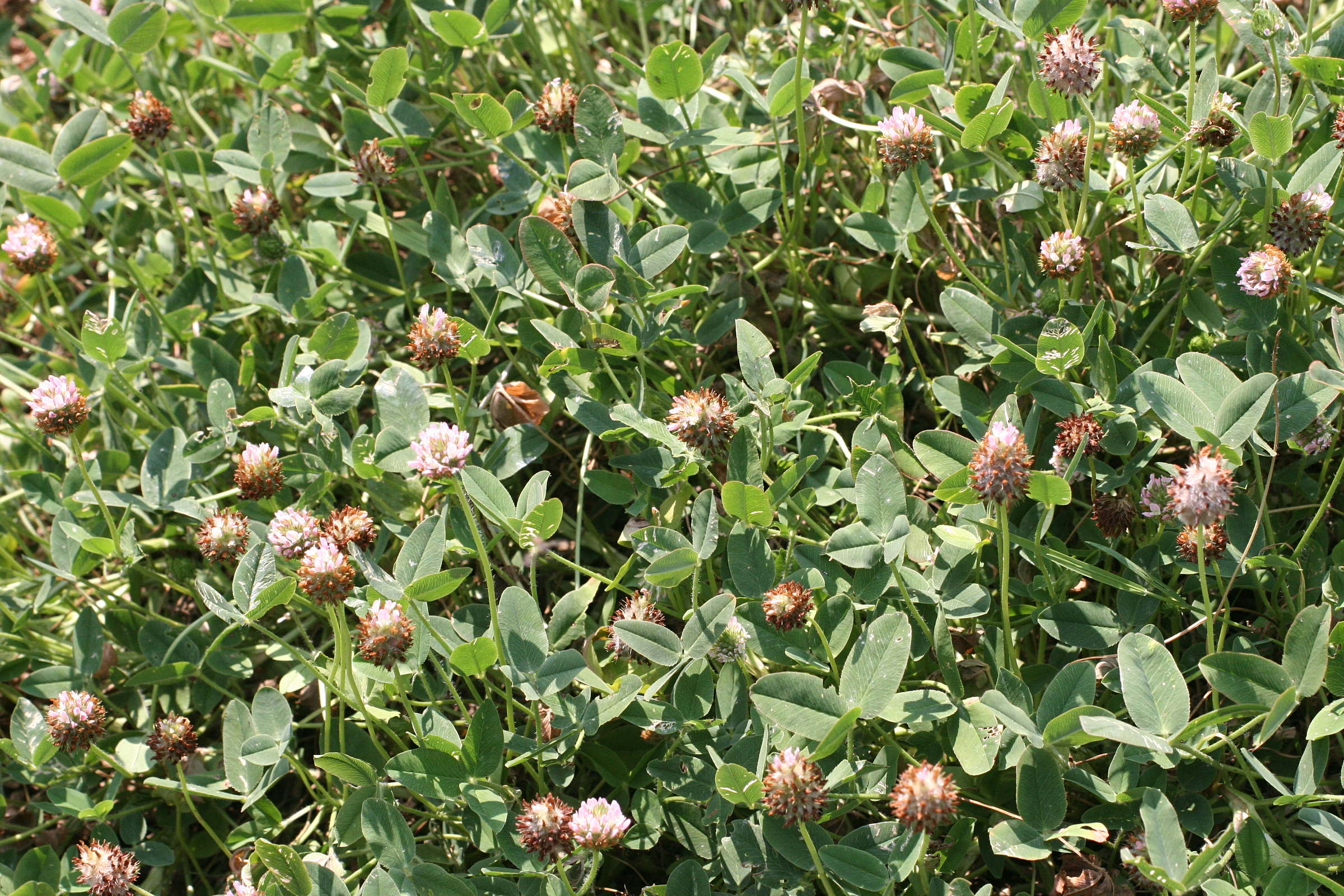 trifolium_fragiferum1md