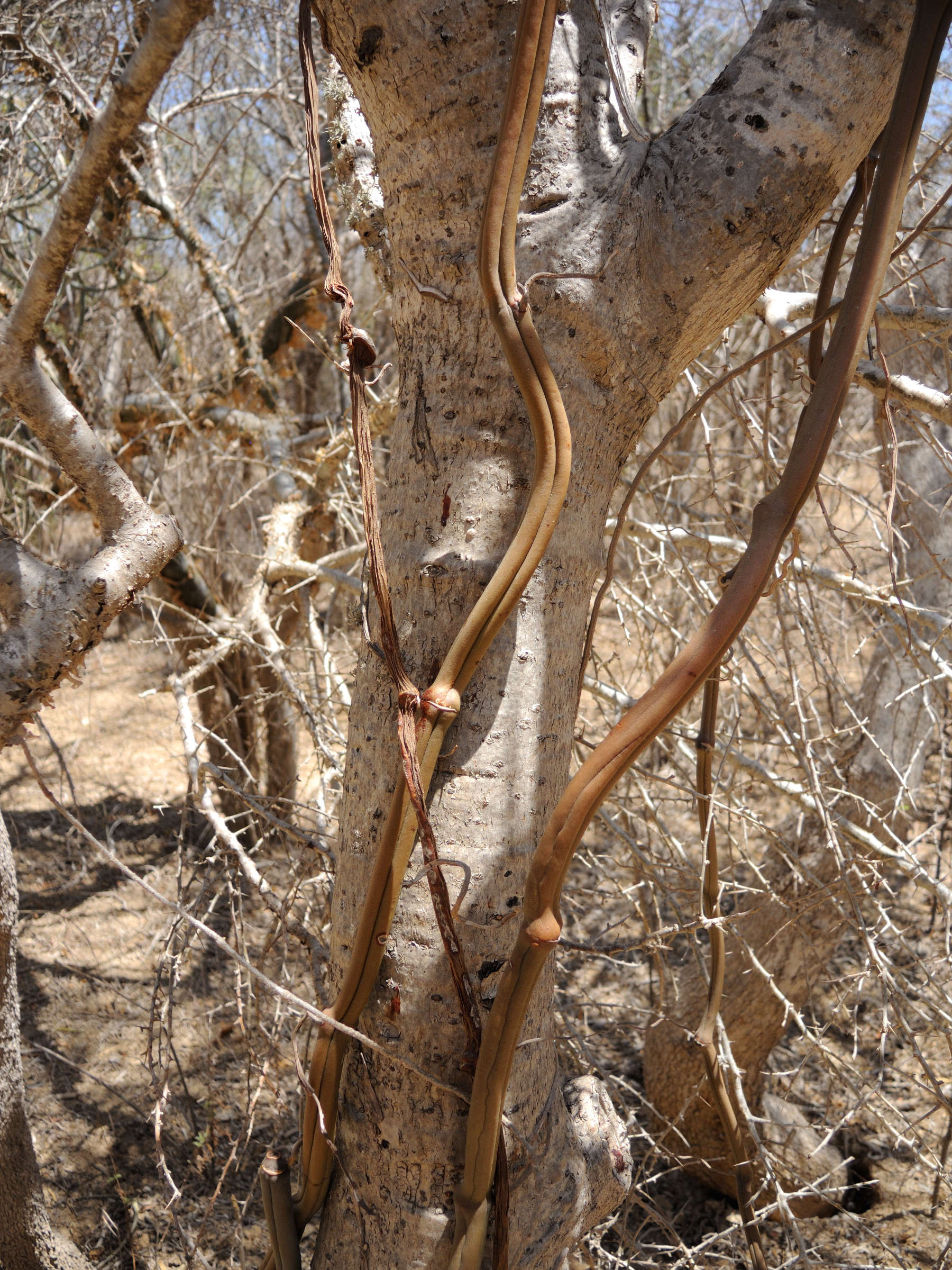 vanilla_madagascariensis2md