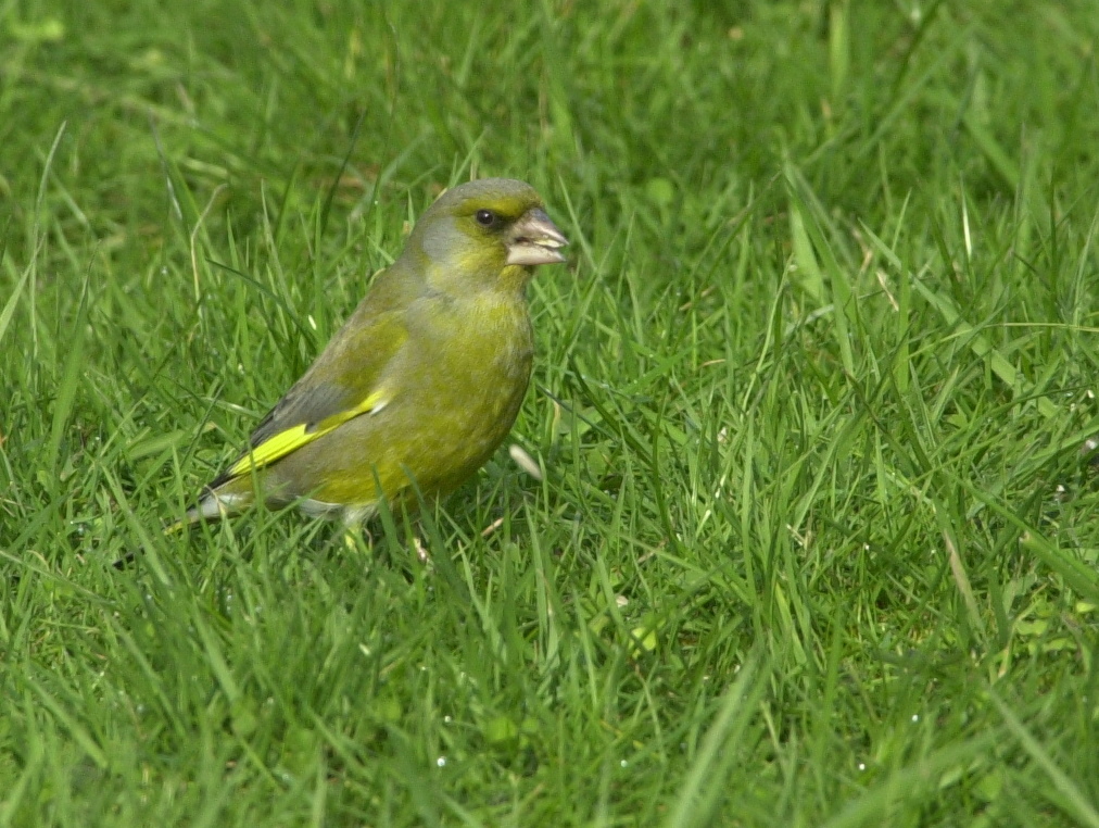 verdier_d-europe_-_carduelis_chloris4bd