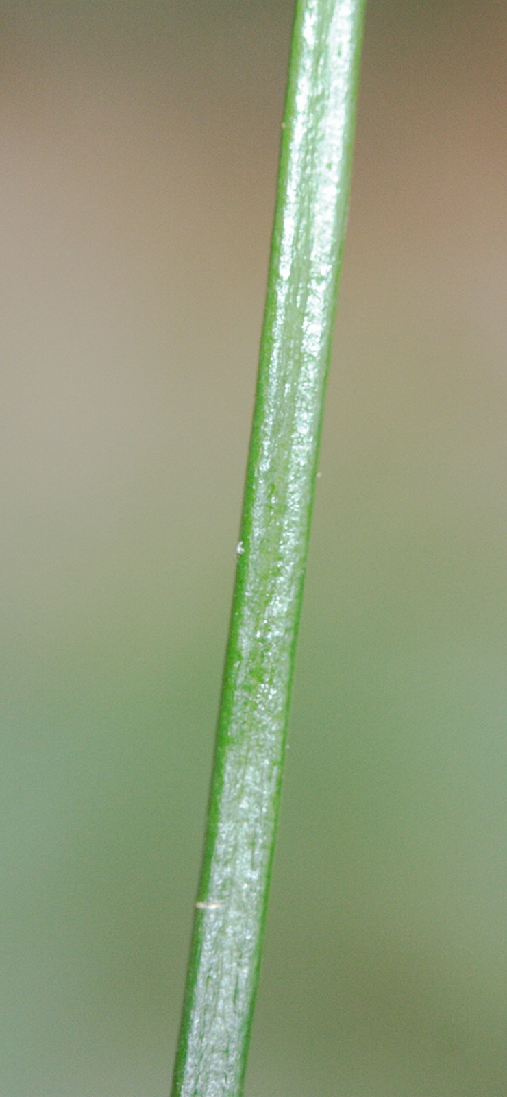 vittaria_isoetifolia3md