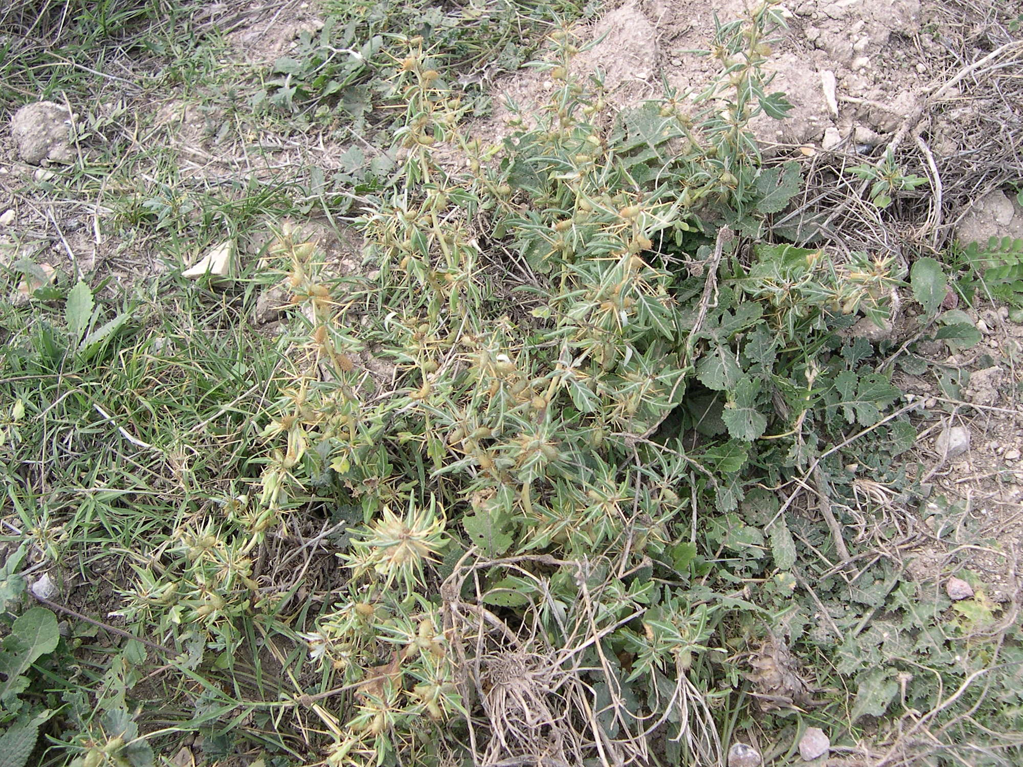 xanthium_spinosum1md