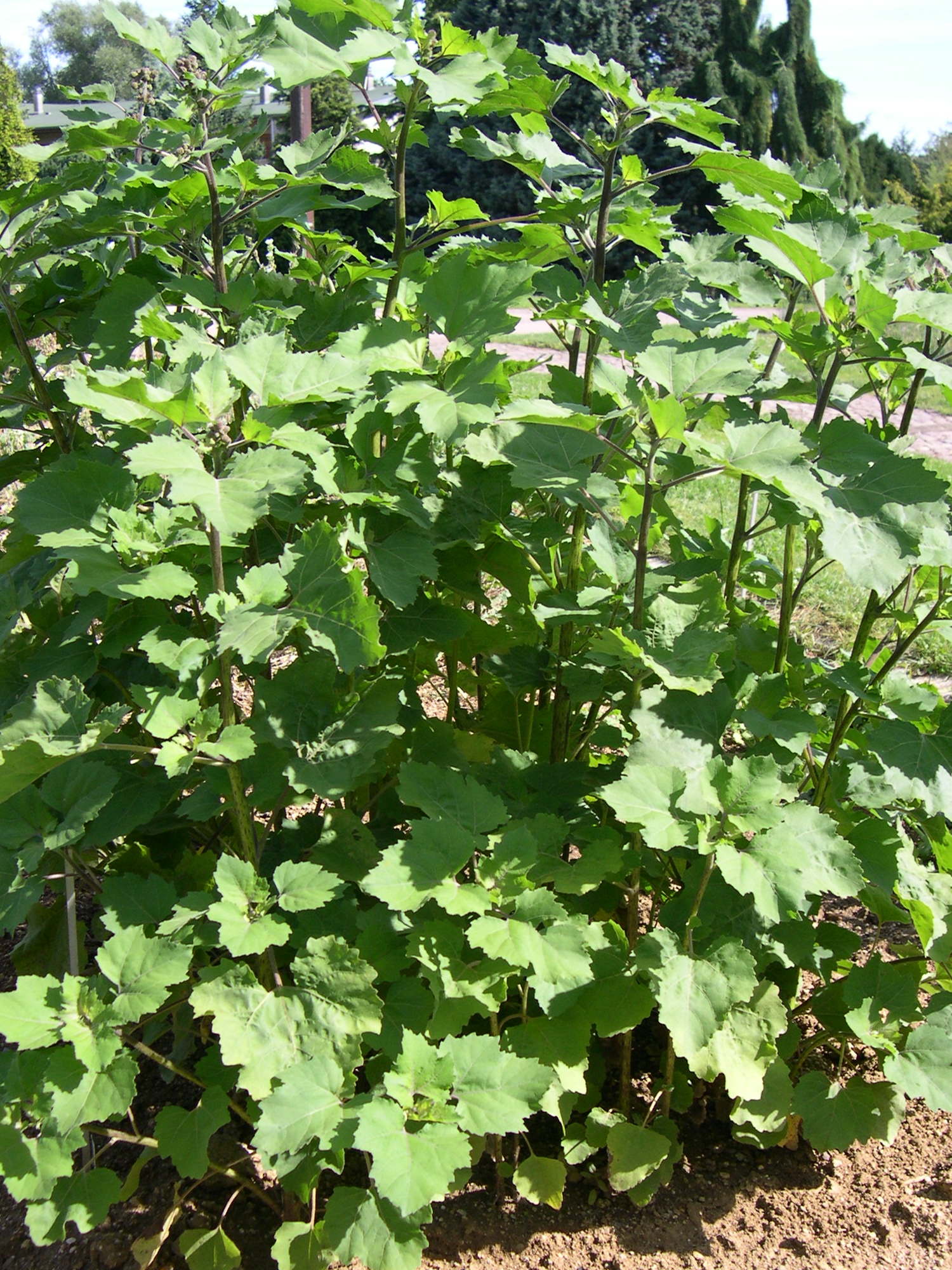 xanthium_strumarium1amd