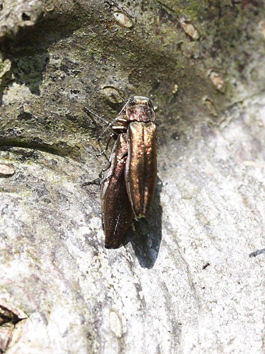 Afficher le média agrilus_sinuatus2md agrilus_sinuatus2md