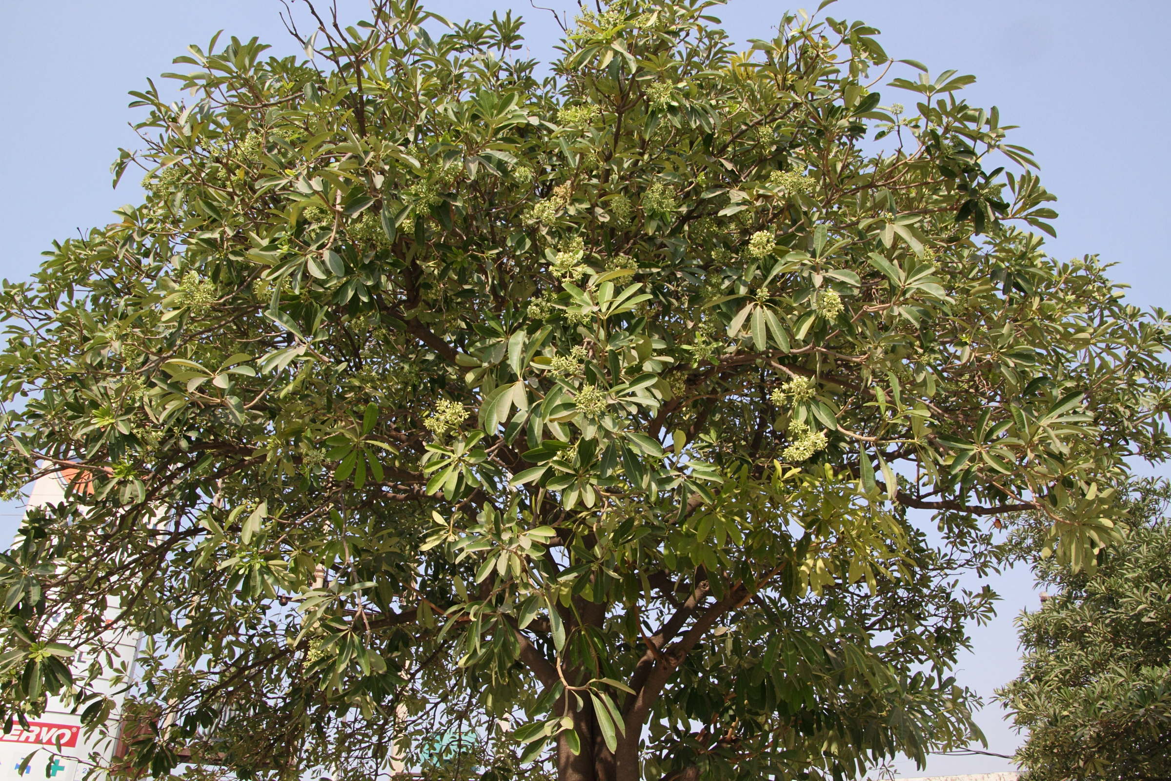 alstonia_scholaris1md