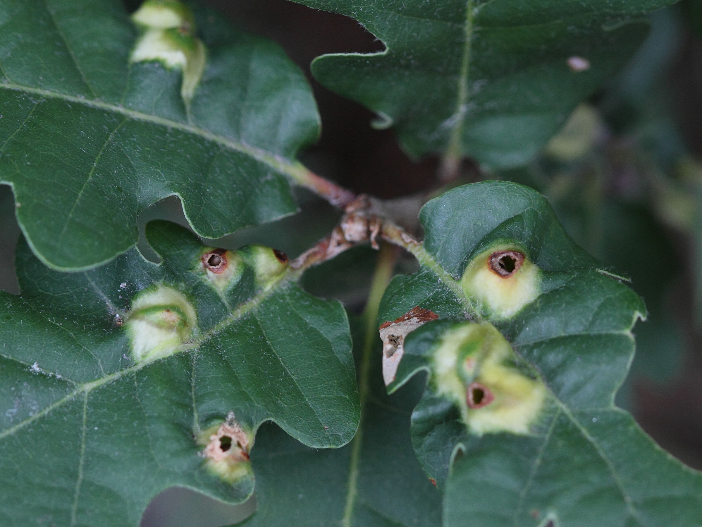 andricus_curvator_galle1md