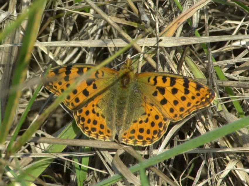 argynnis_aglaja1amd