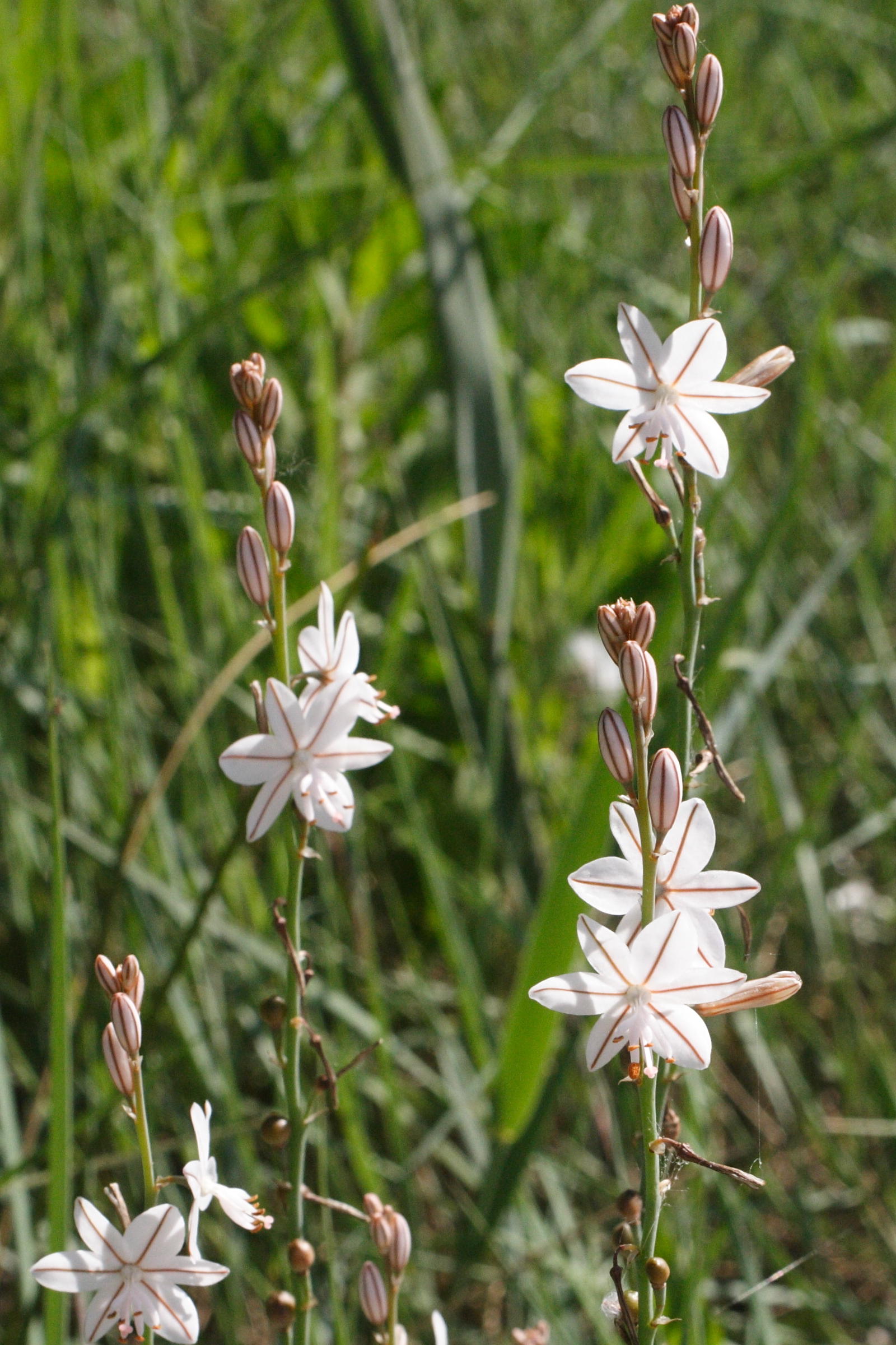 Afficher le média asphodelus_fistulosus3md asphodelus_fistulosus3md