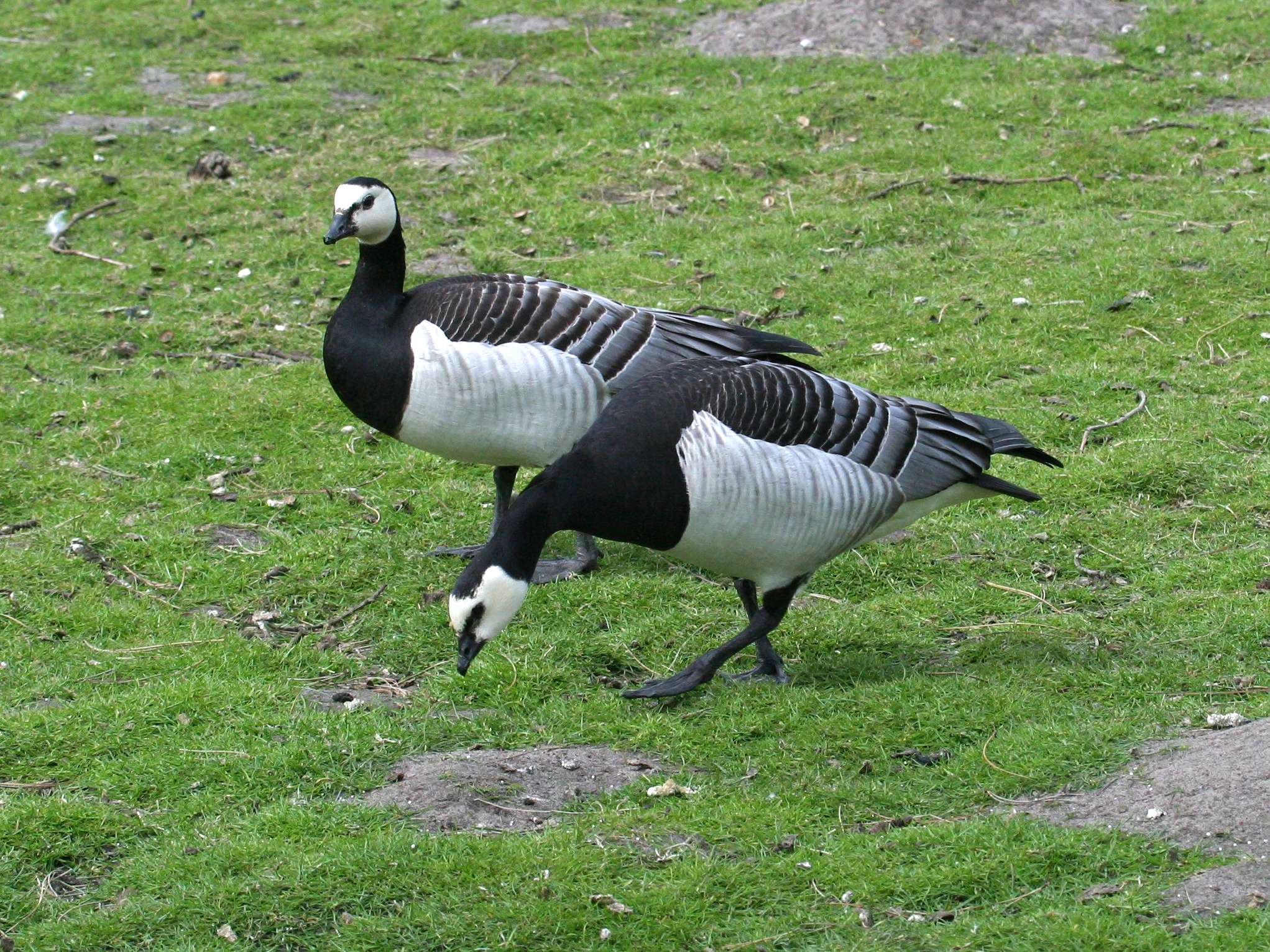 bernache_nonnette_-_branta_leucopsis3md