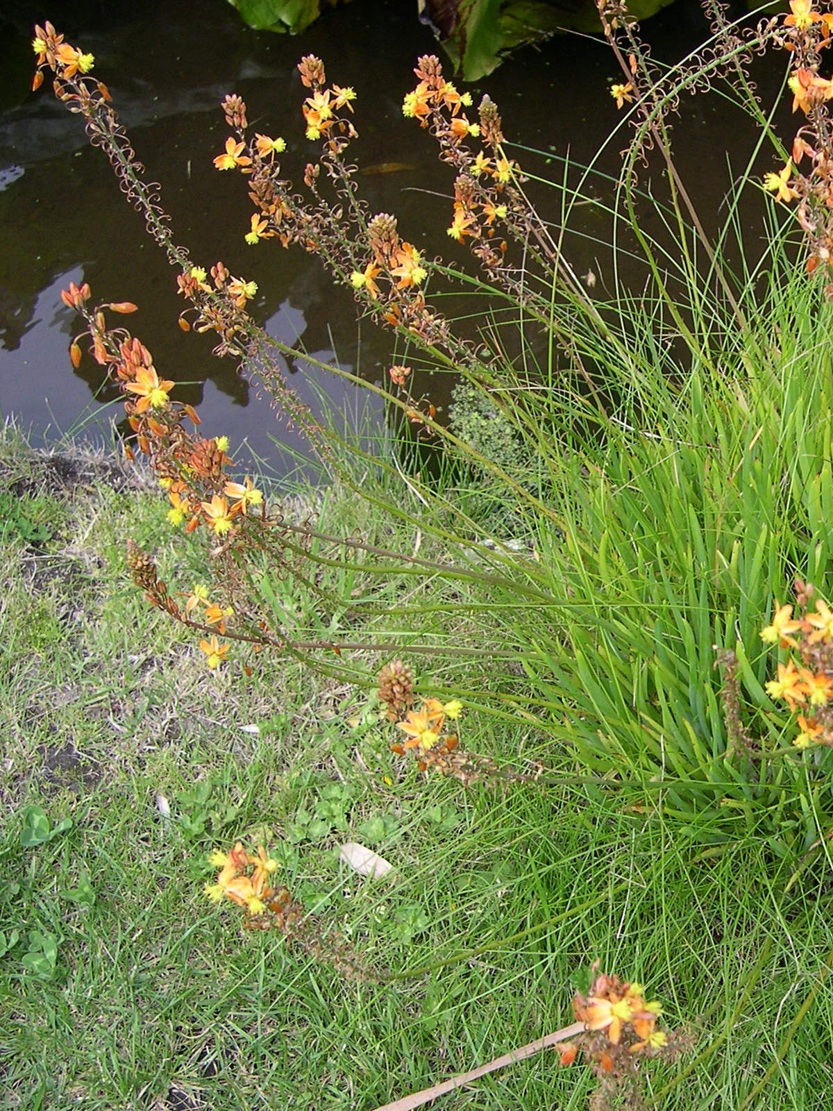 bulbine_frutescens3md