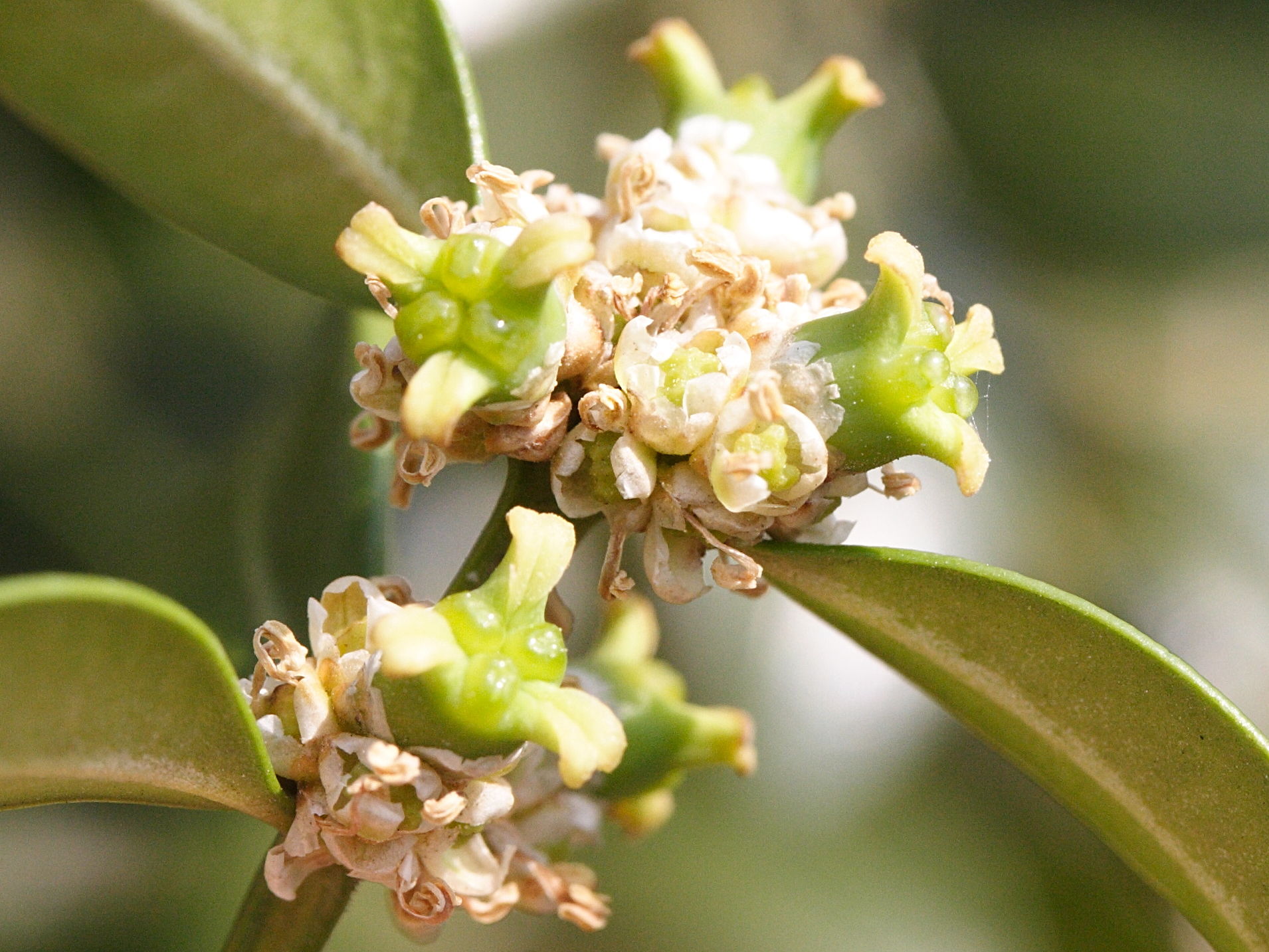 buxus_sempervirens3md