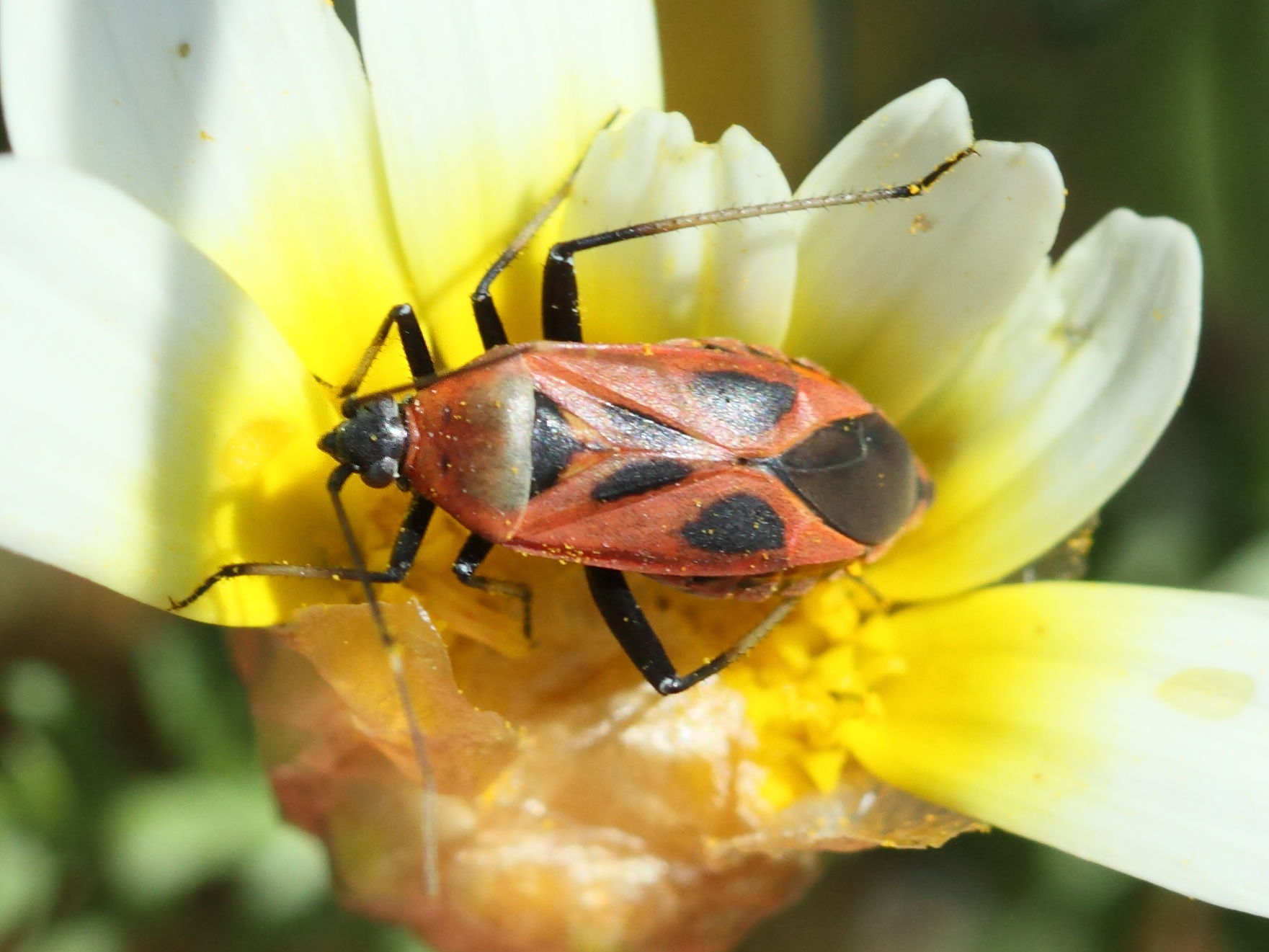calocoris_nemoralis3bd