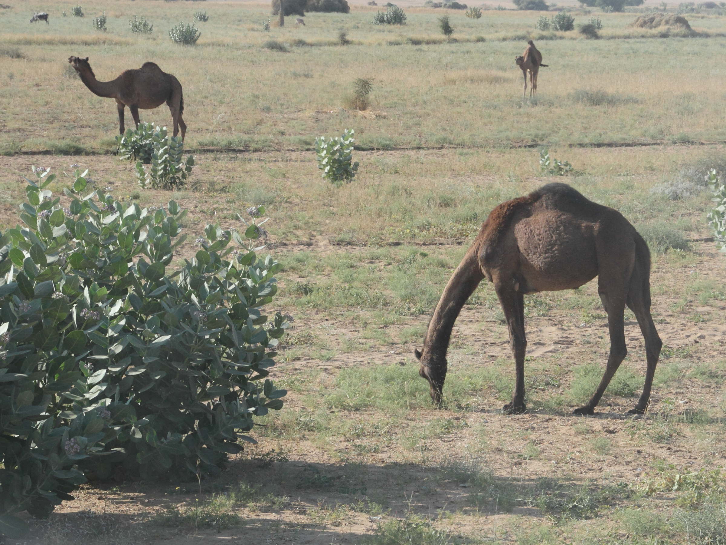 camelus_dromadarius3md