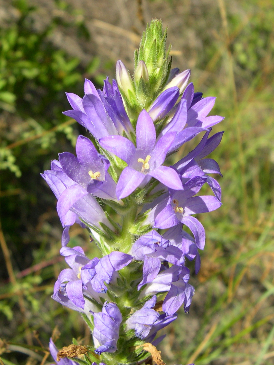 campanula_spicata2md