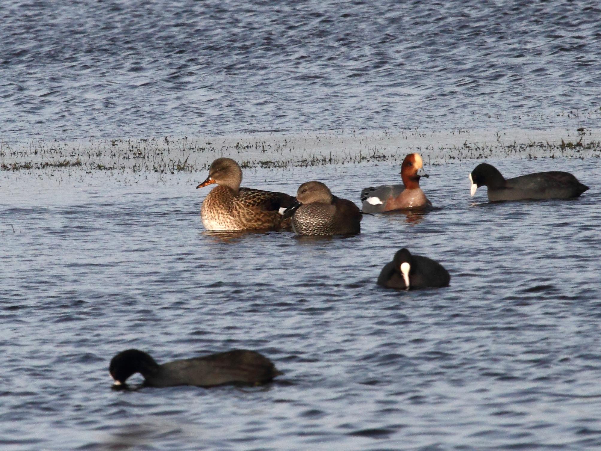 canard_chipeau_-_anas_strepera6bd