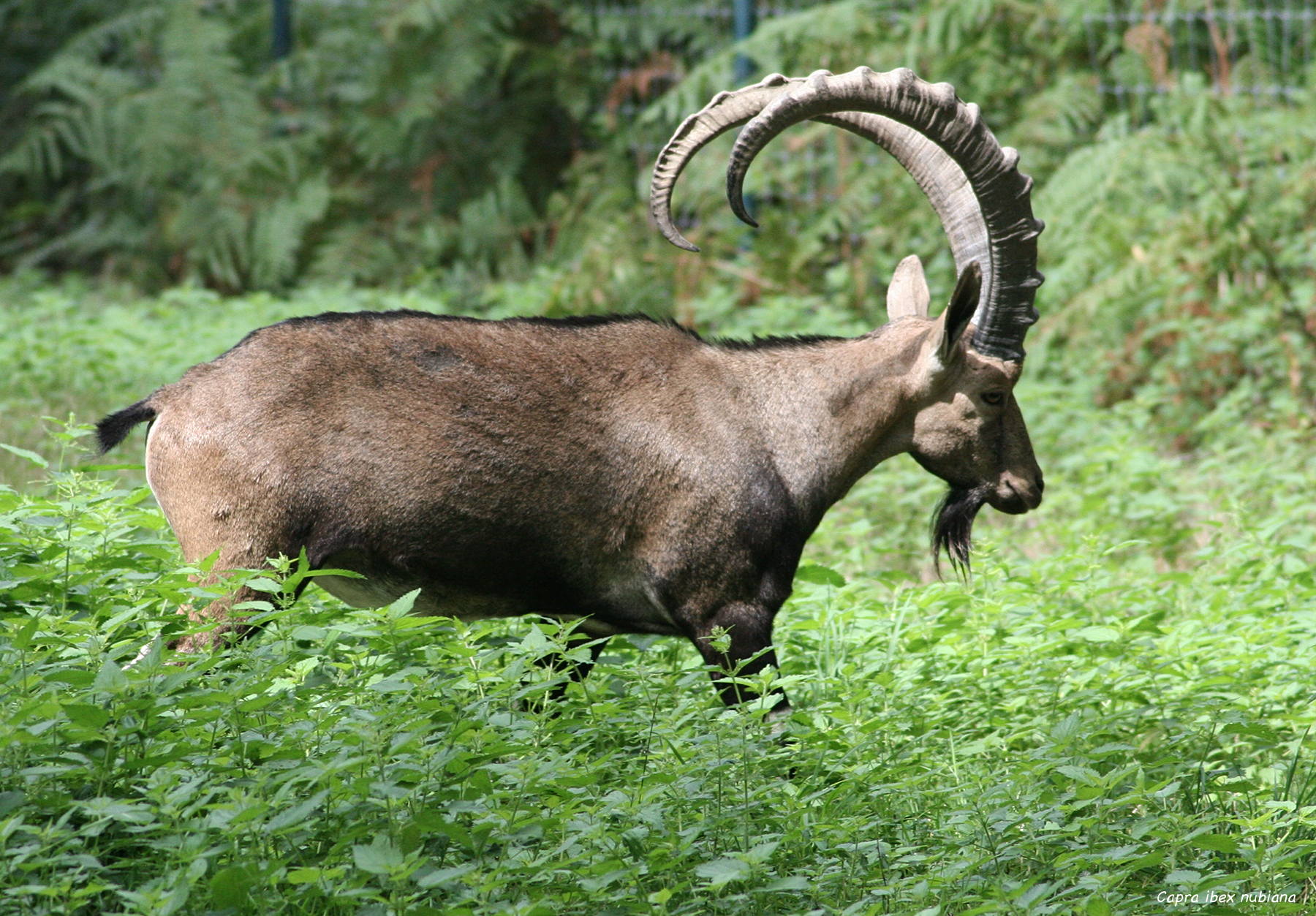 capra_nubiana2md