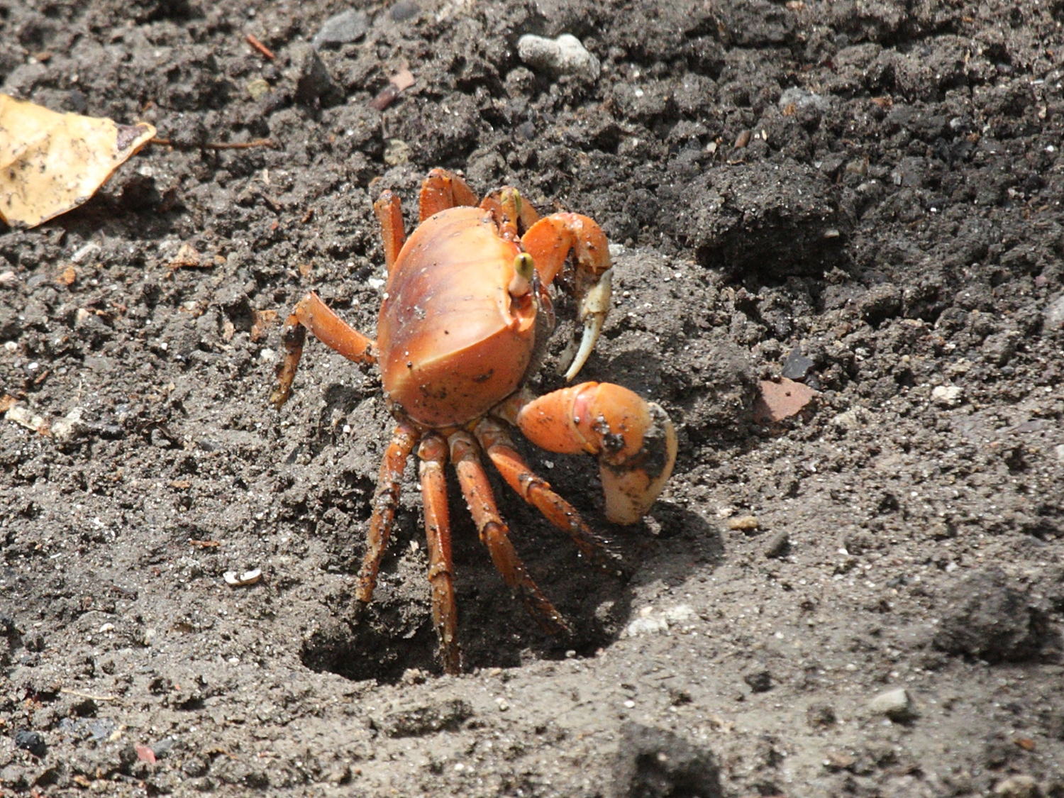 cardisoma_guanhumi5bd