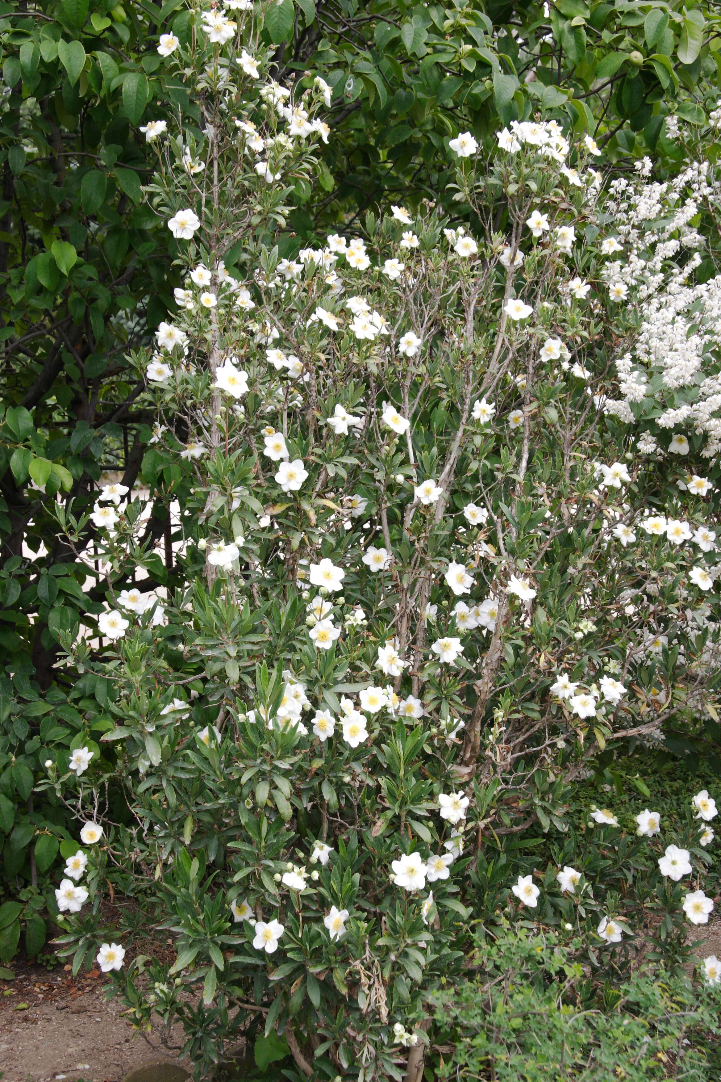 Afficher le média carpenteria_californica1md carpenteria_californica1md