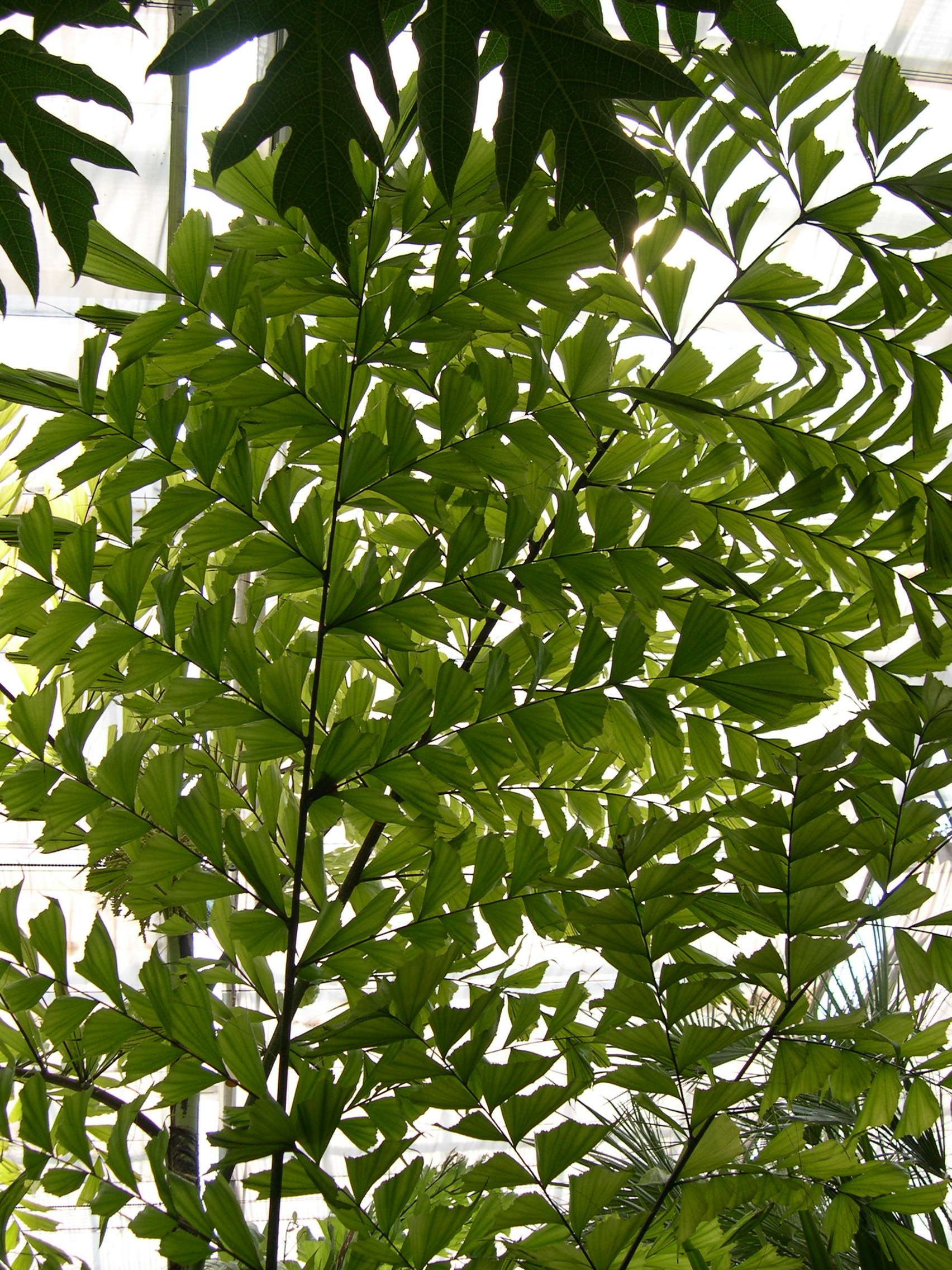 caryota_mitis1md