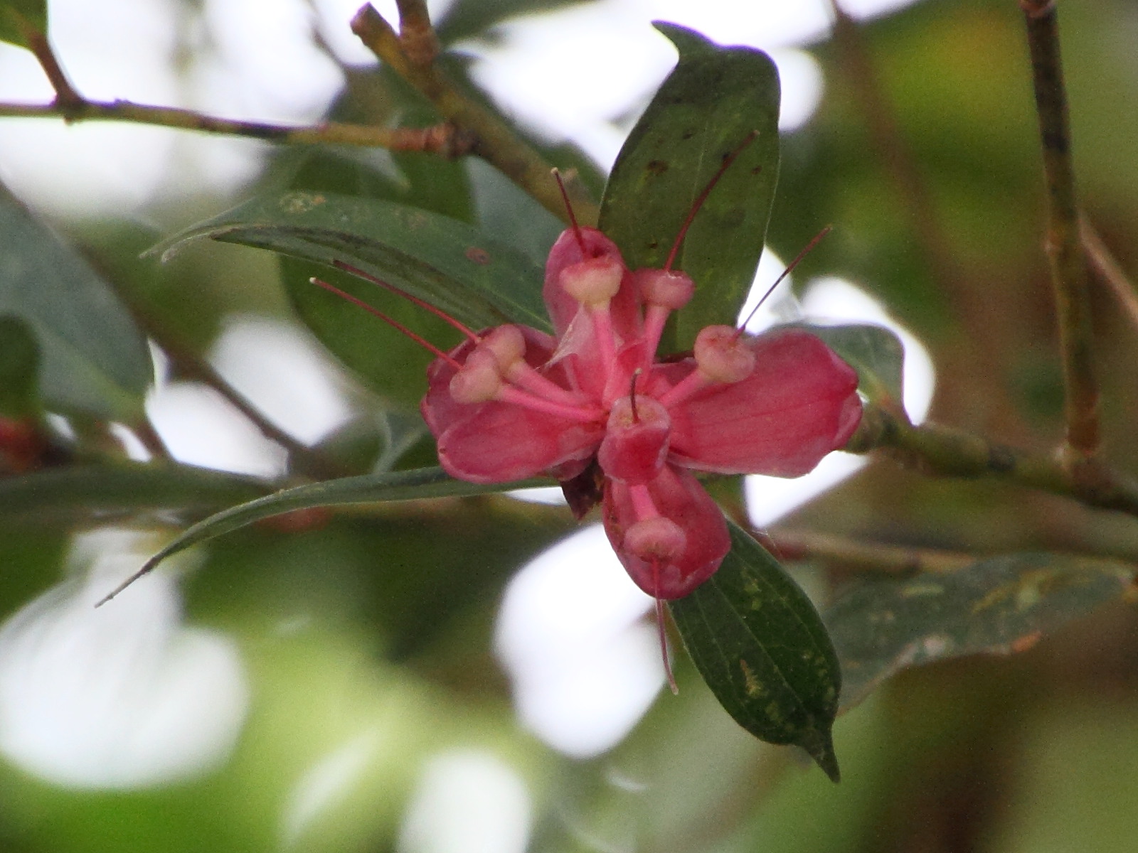 Afficher le média cavendishia_bracteata3md cavendishia_bracteata3md