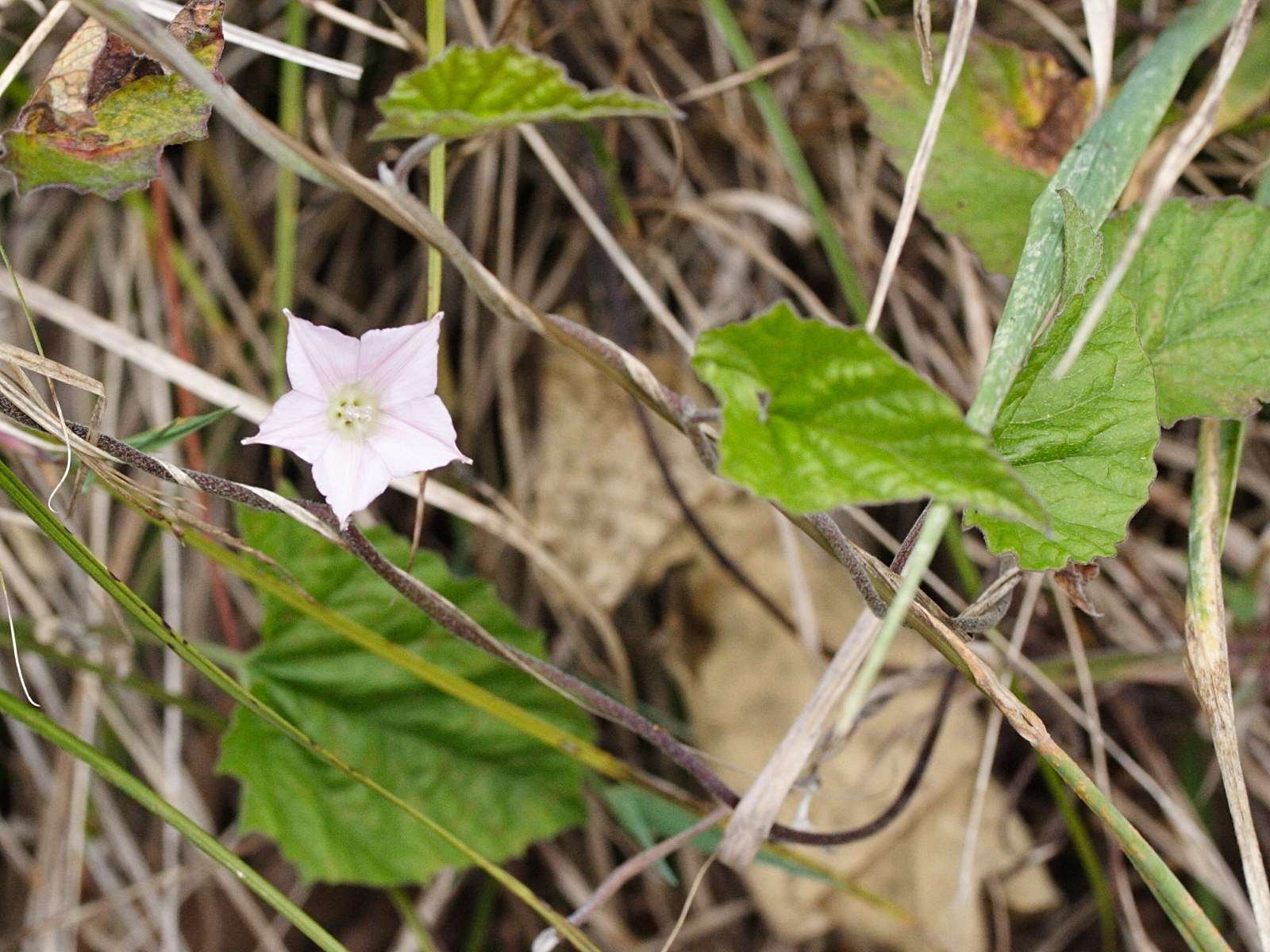 convolvulus_farinosus2md