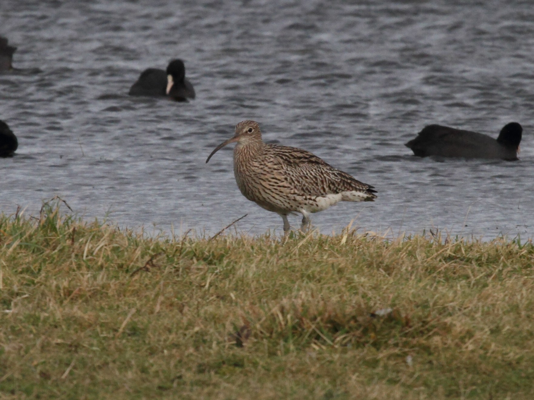 courlis_cendre_-_numenius_arquata4bd