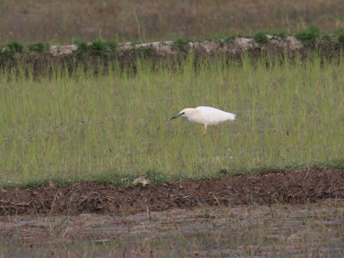 crabier_blanc_-_ardeola_idae1bd