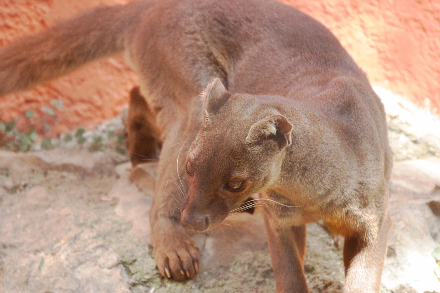 cryptoprocta_ferox2md