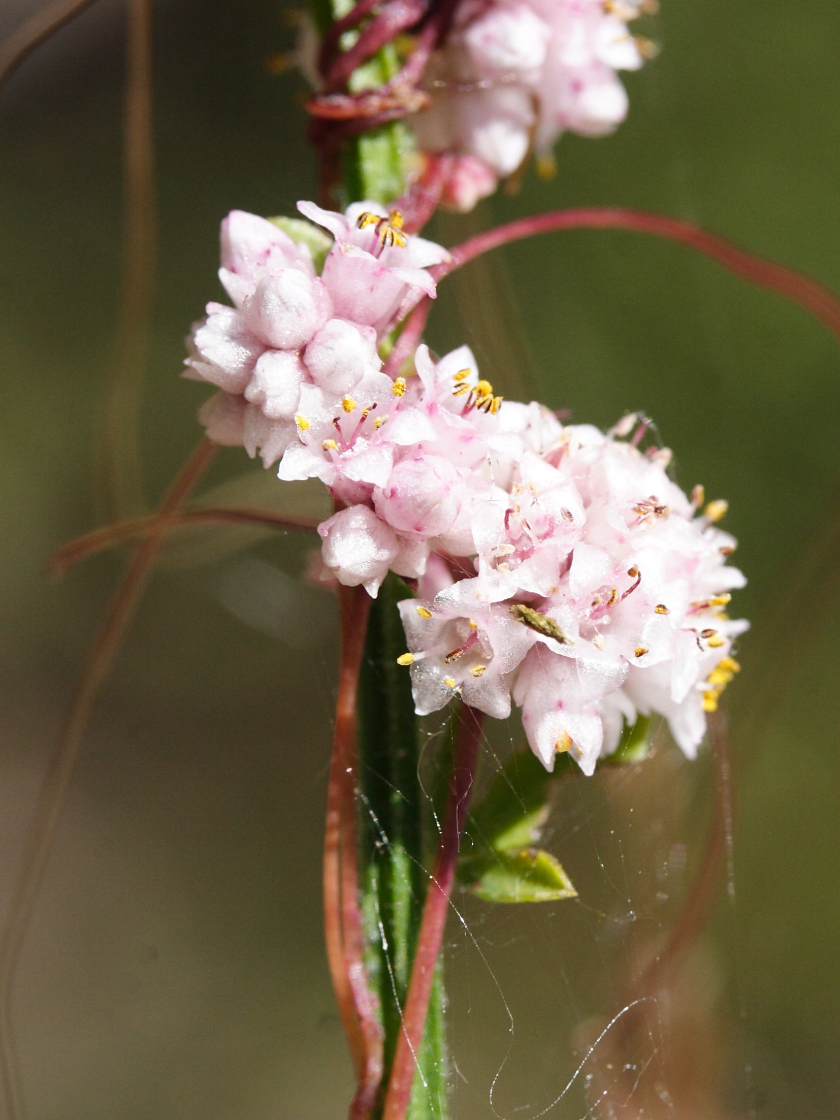 cuscuta_epithymum3md