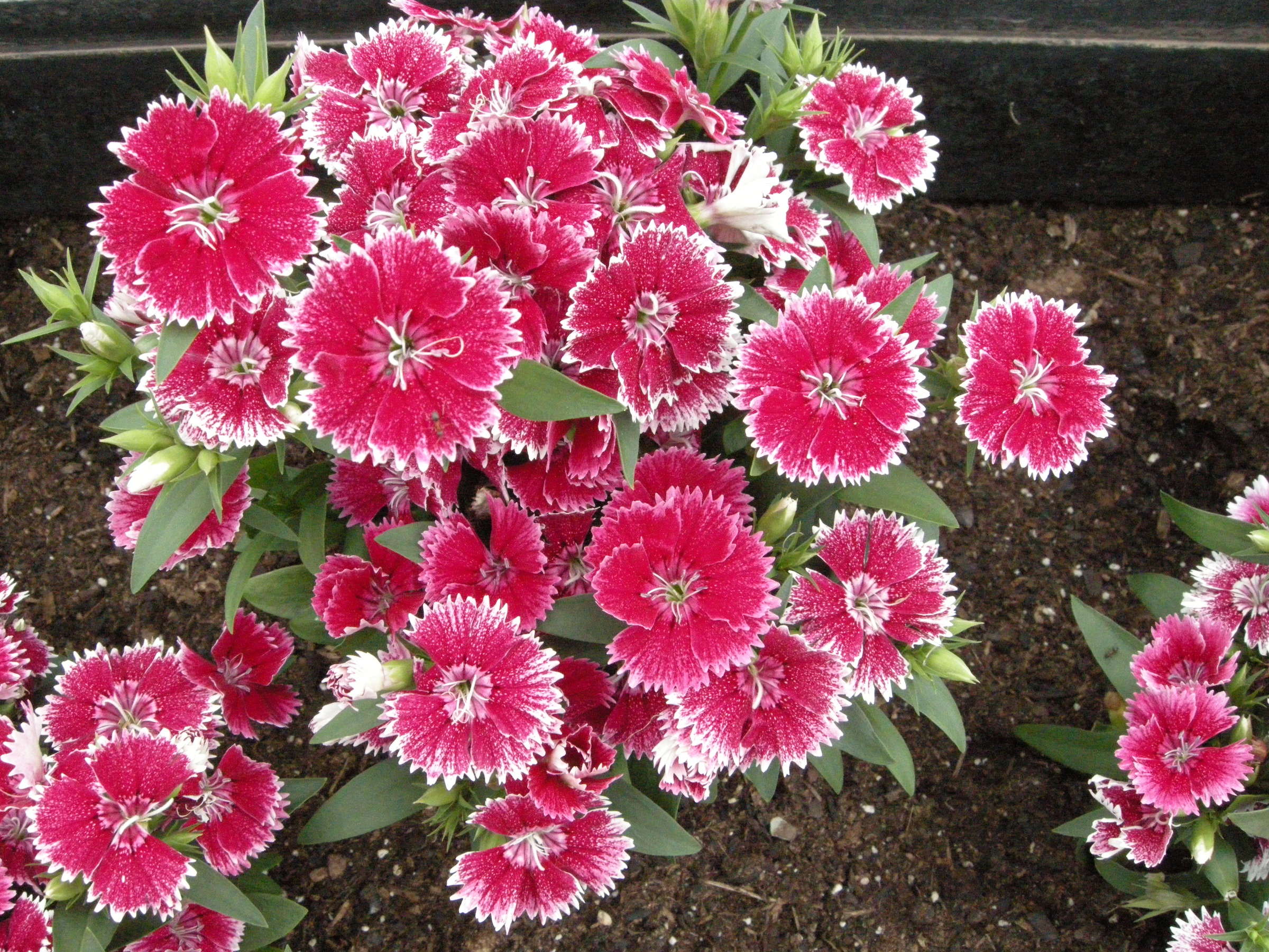 Afficher le média dianthus_chinensis1md dianthus_chinensis1md