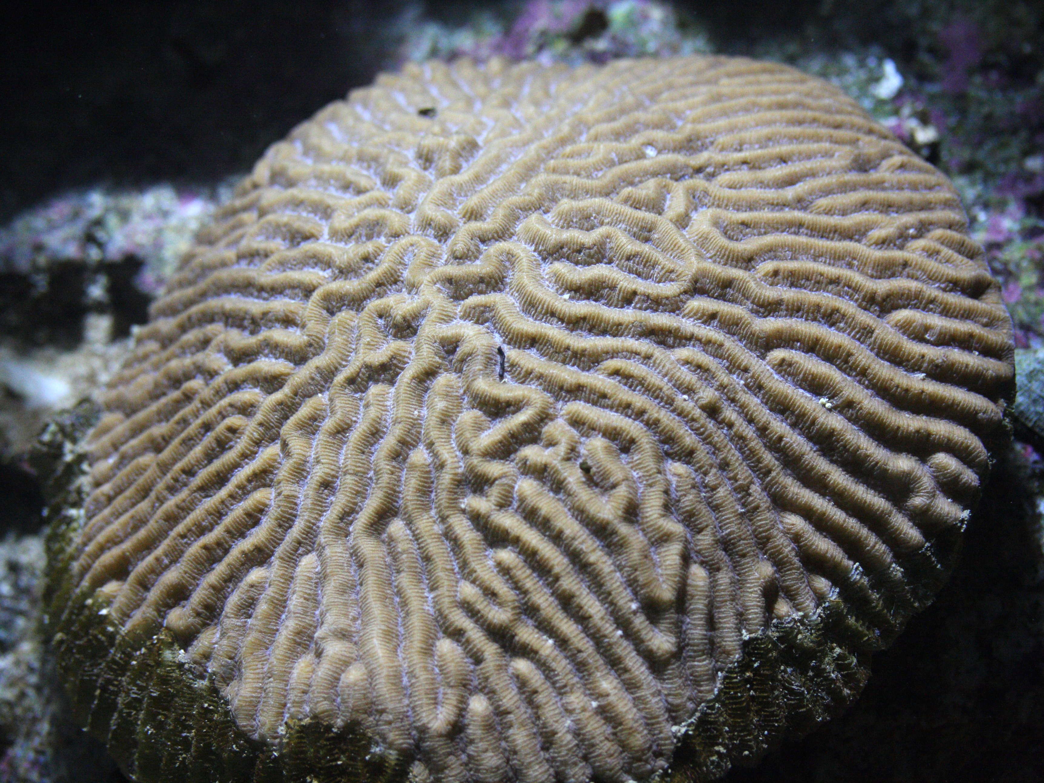 diploria_strigosa1md