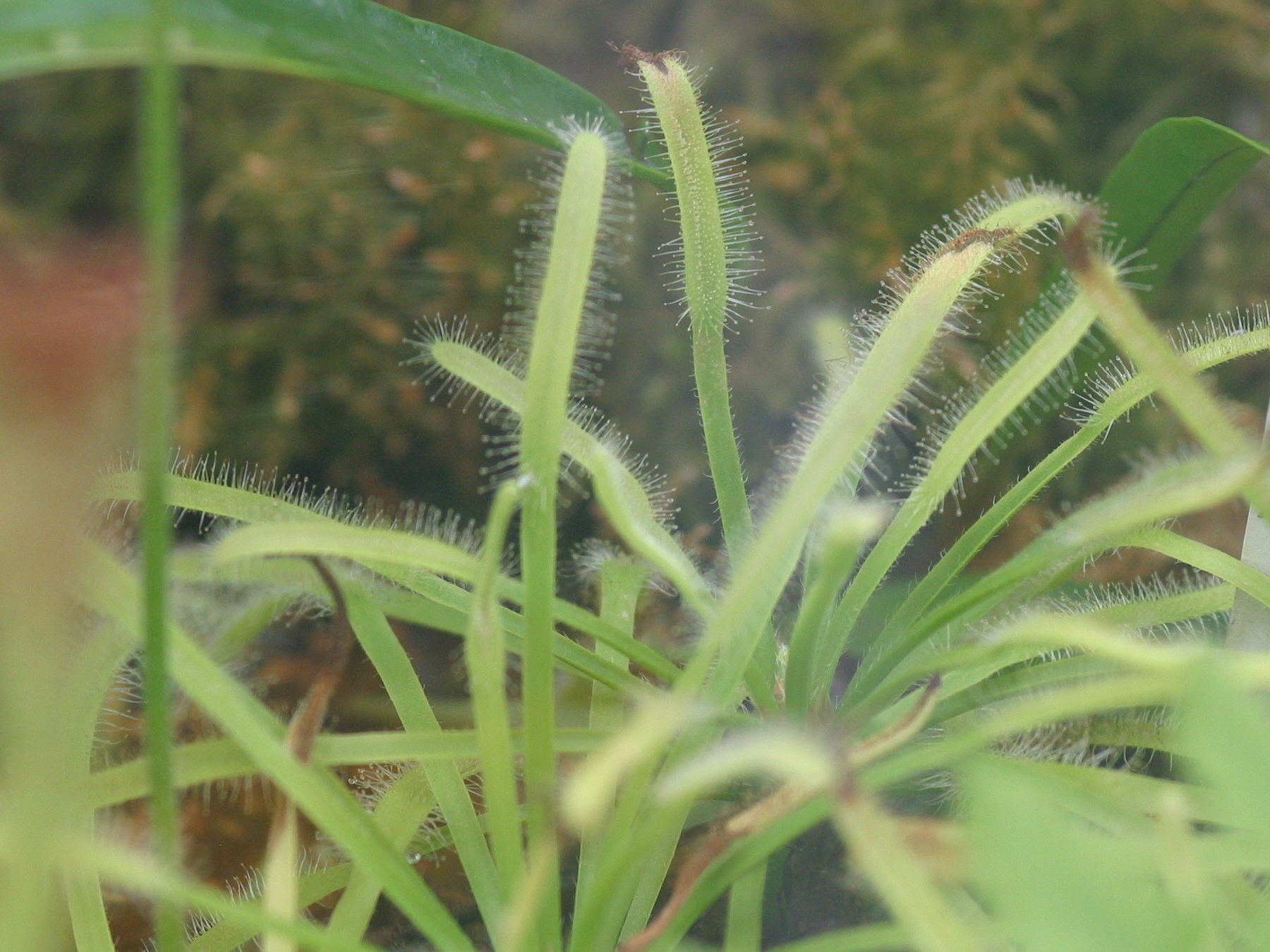 Afficher le média drosera_capensis1bd drosera_capensis1bd