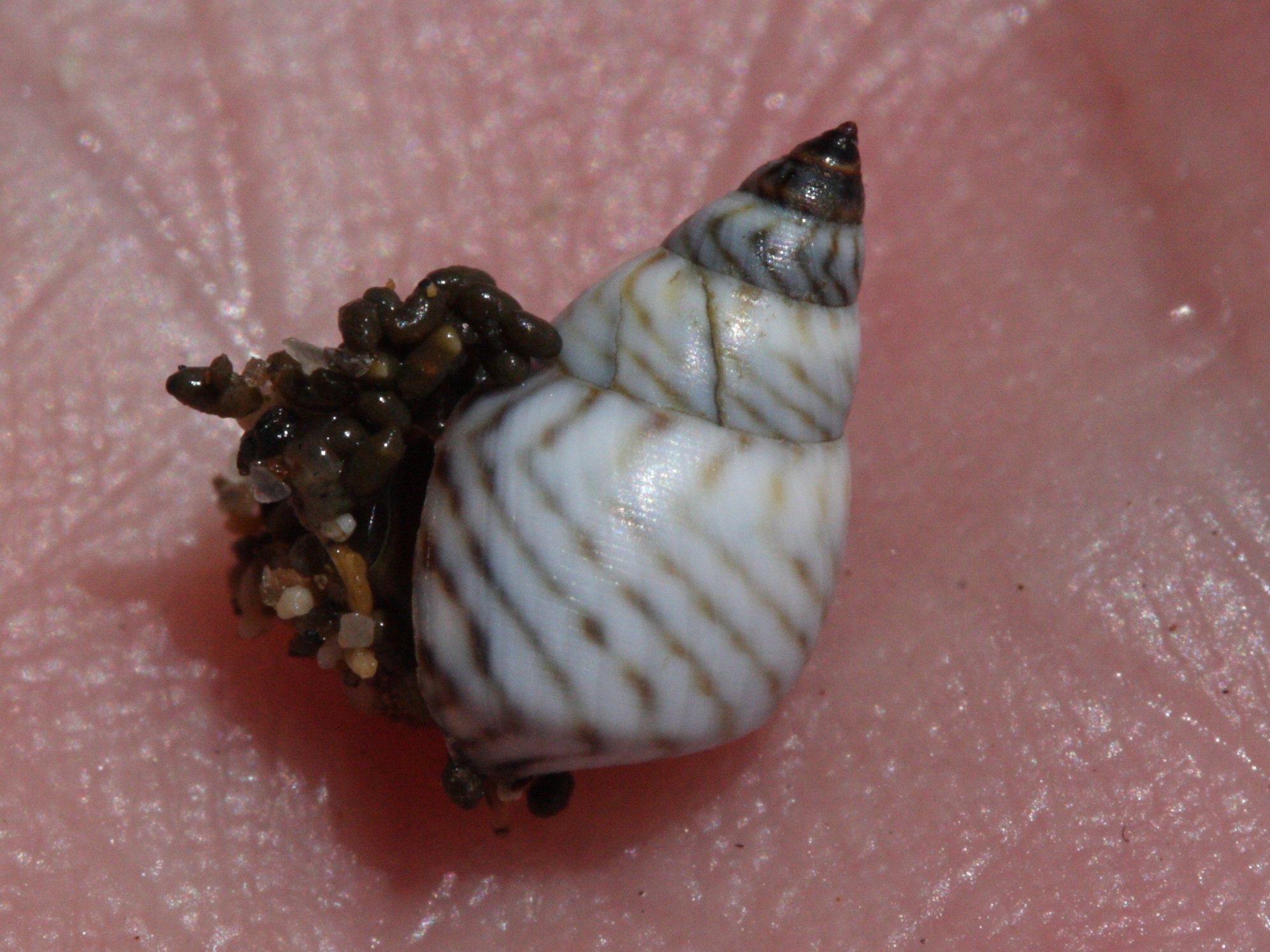 Afficher le média echinolittorina_ziczac2md echinolittorina_ziczac2md