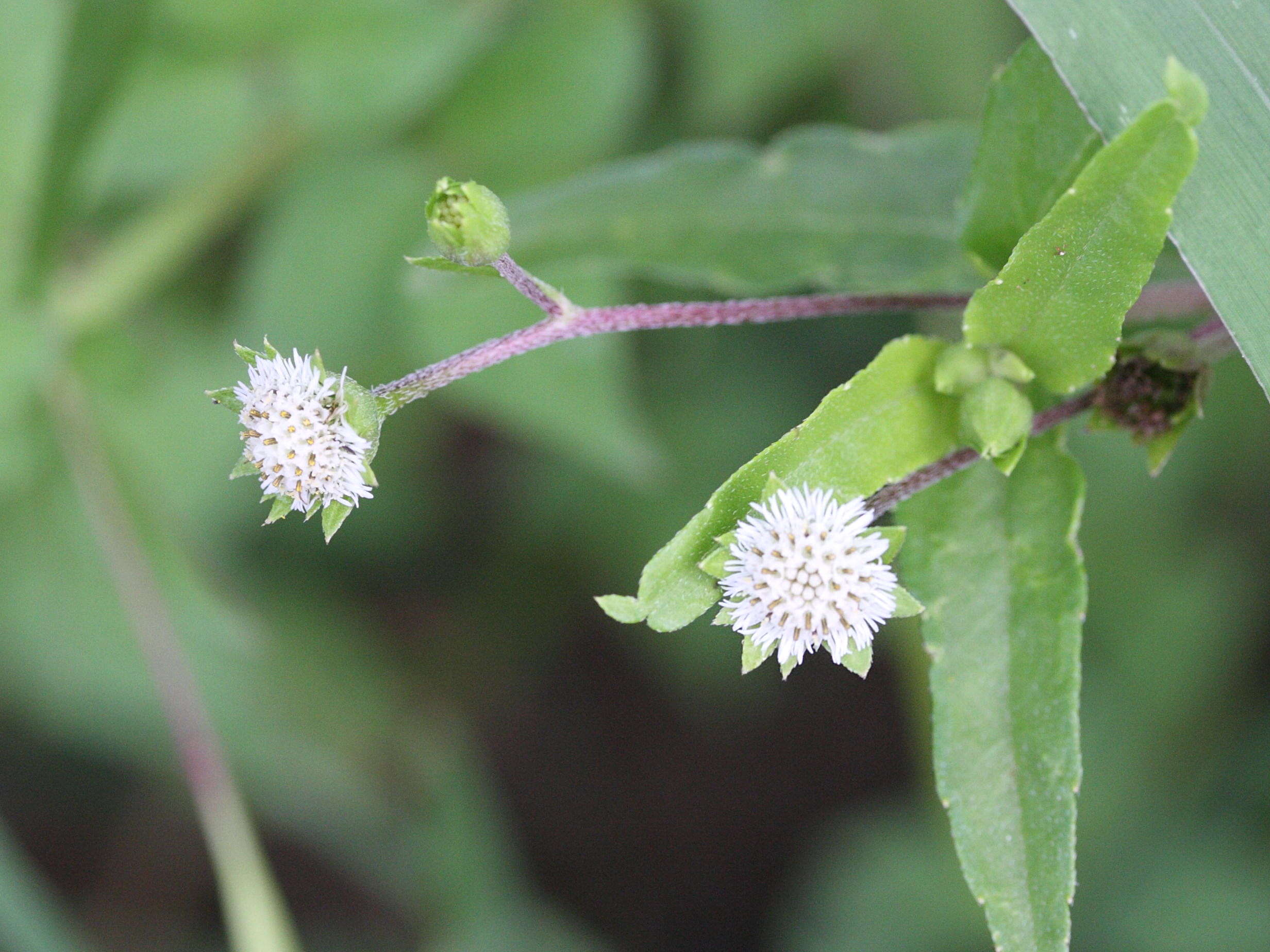 eclipta_prostrata5md