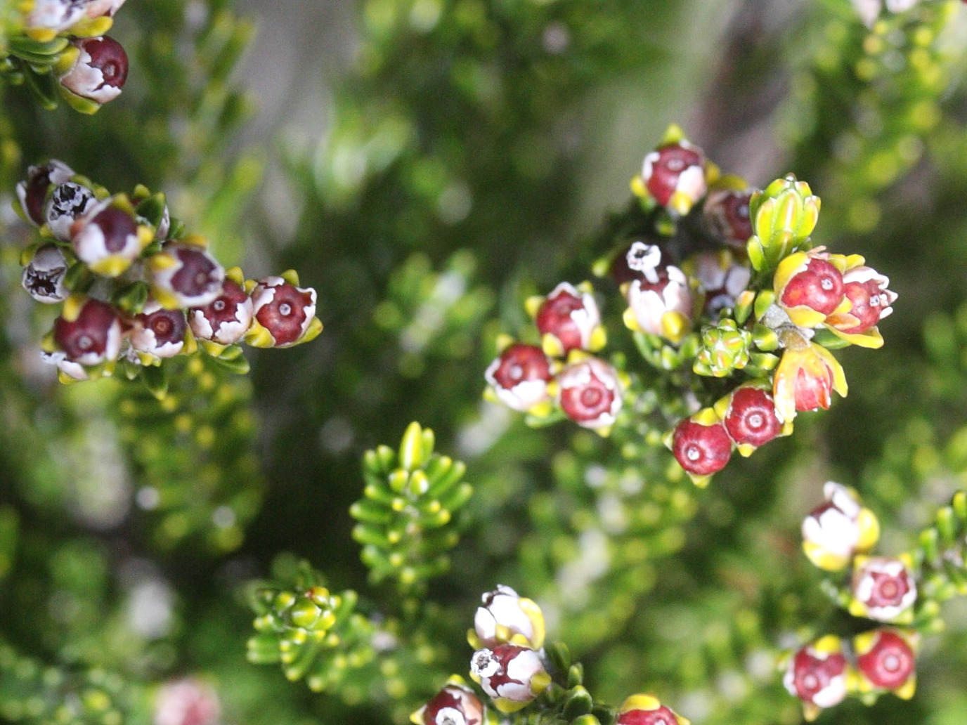 erica_reunionensis9md