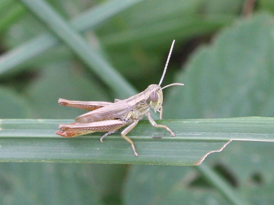 euchorthippus_pulvinatus3md