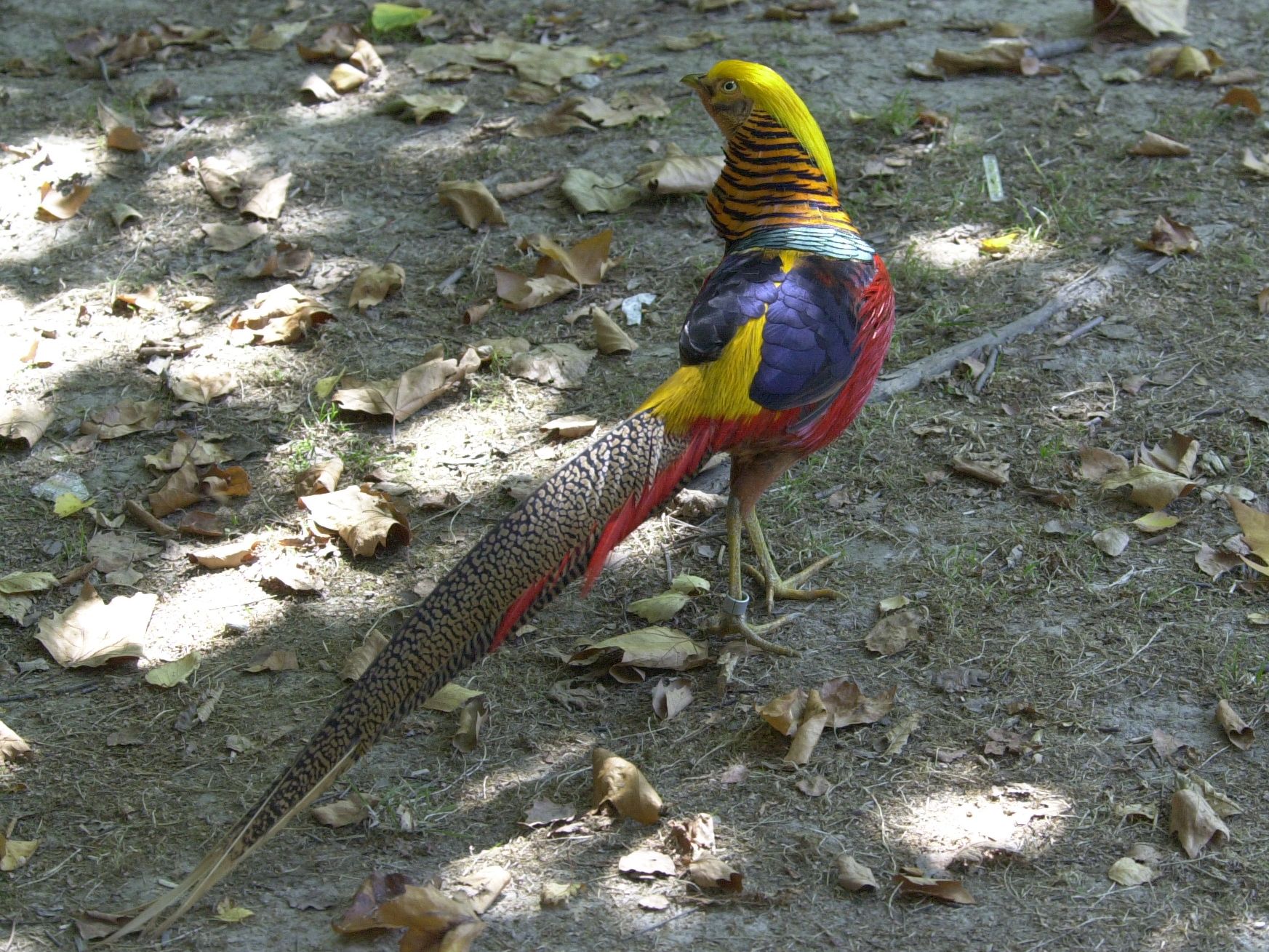 faisan_dore_-_chrysolophus_pictus1md