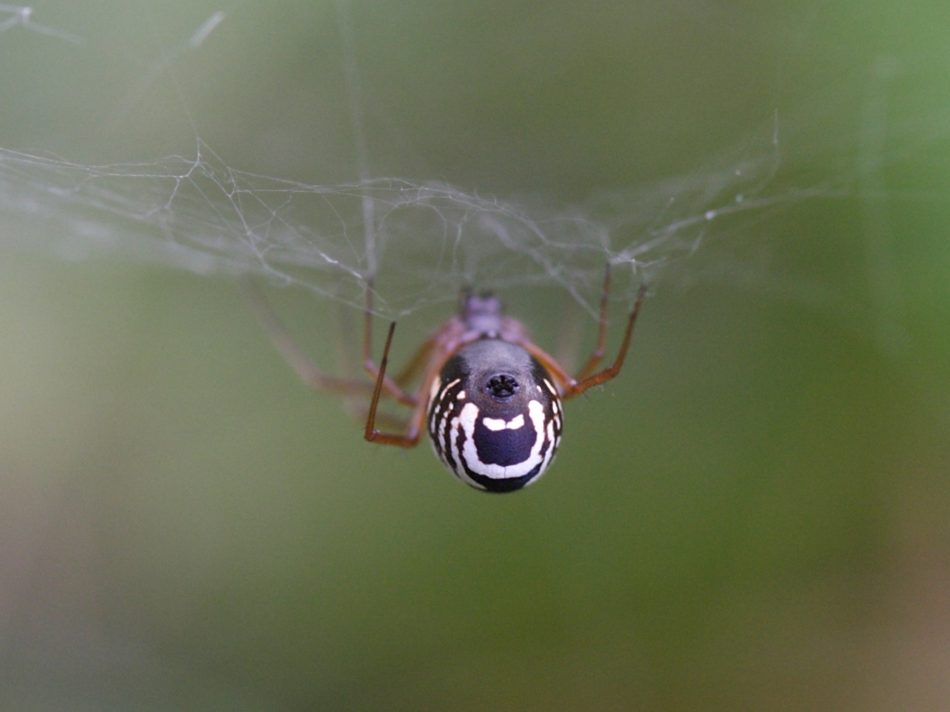 frontinellina_frutetorum2sd