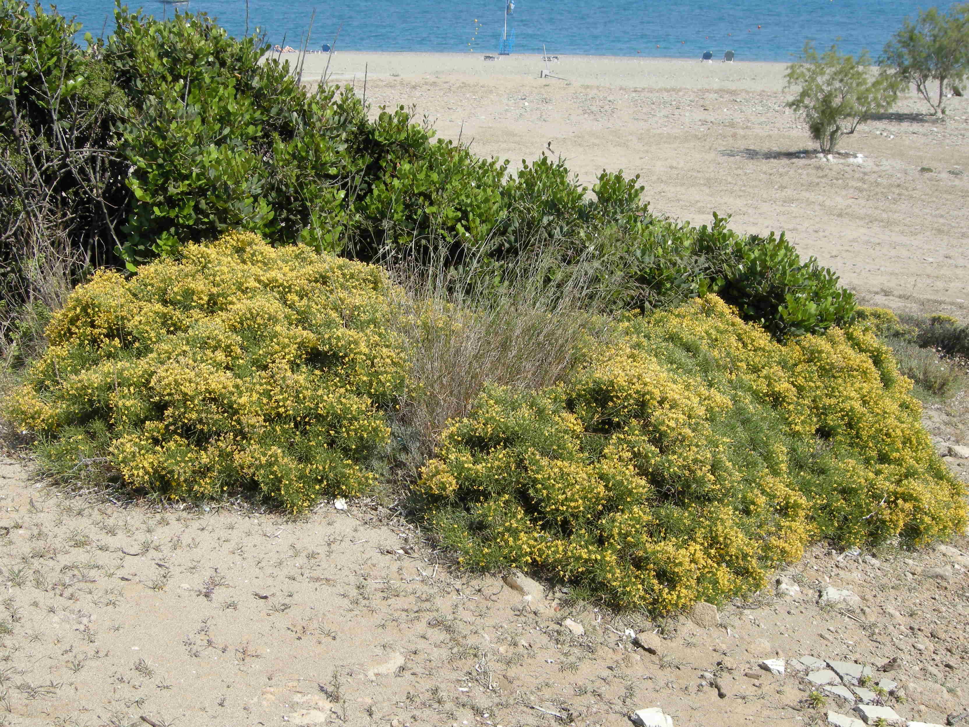 genista_acanthoclada3md