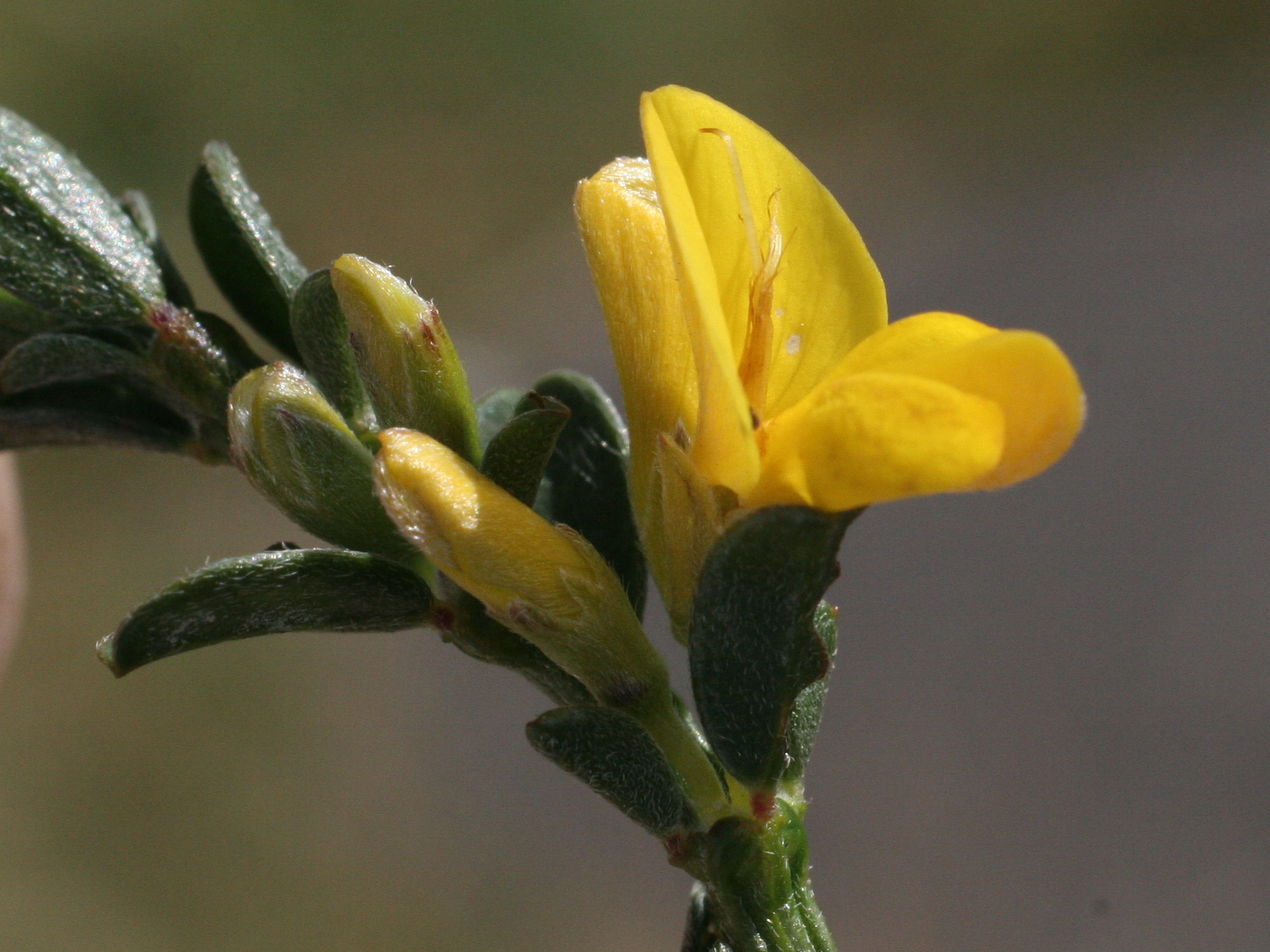genista_pilosa4md