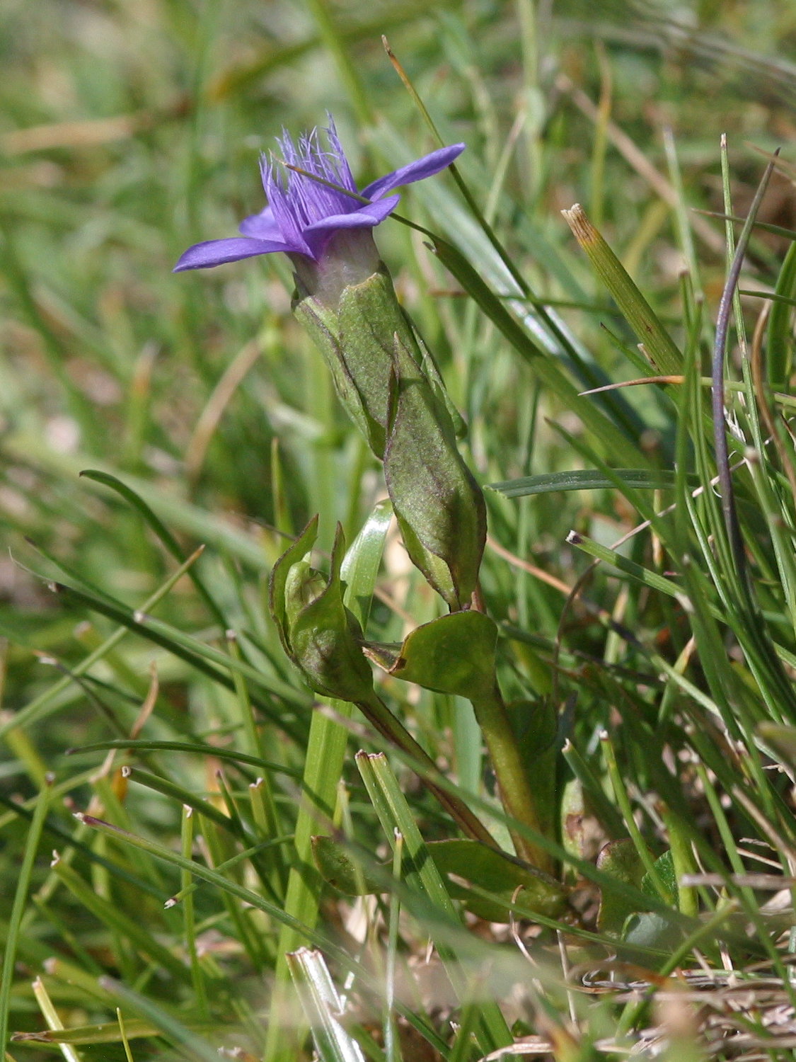 Afficher le média gentianella_campestris1bmd gentianella_campestris1bmd