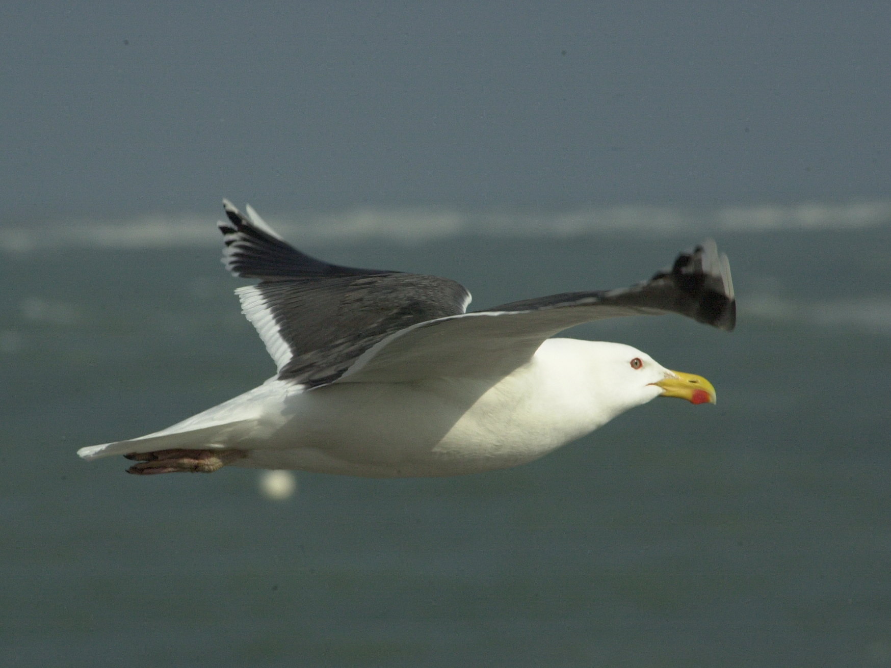 goeland_marin_-_larus_marinus2md