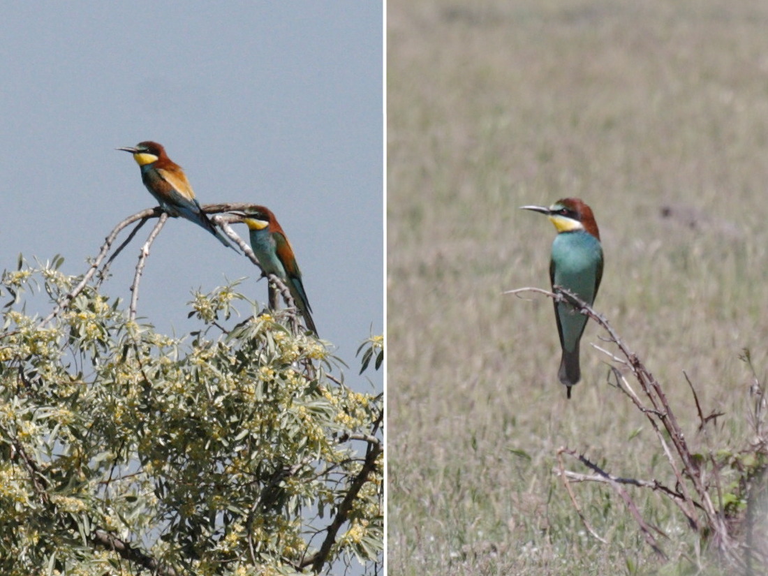 guepier_d-europe_-_merops_apiaster4bd