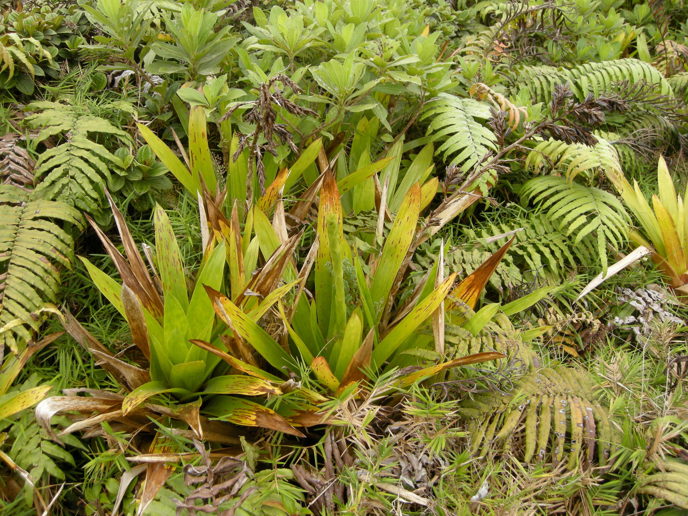 guzmania_plumieri4md