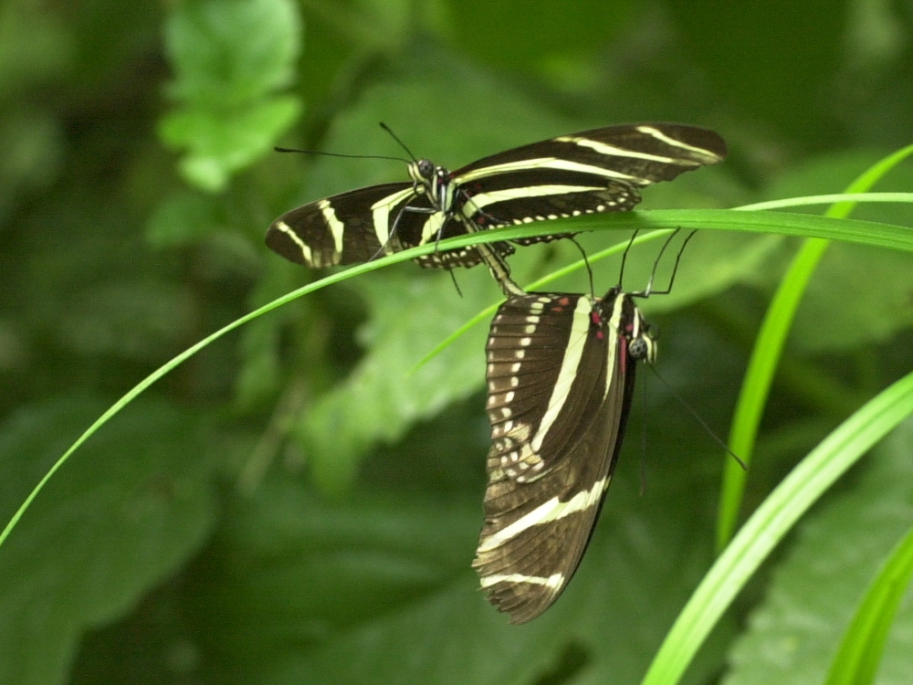 heliconius_charitonia3md