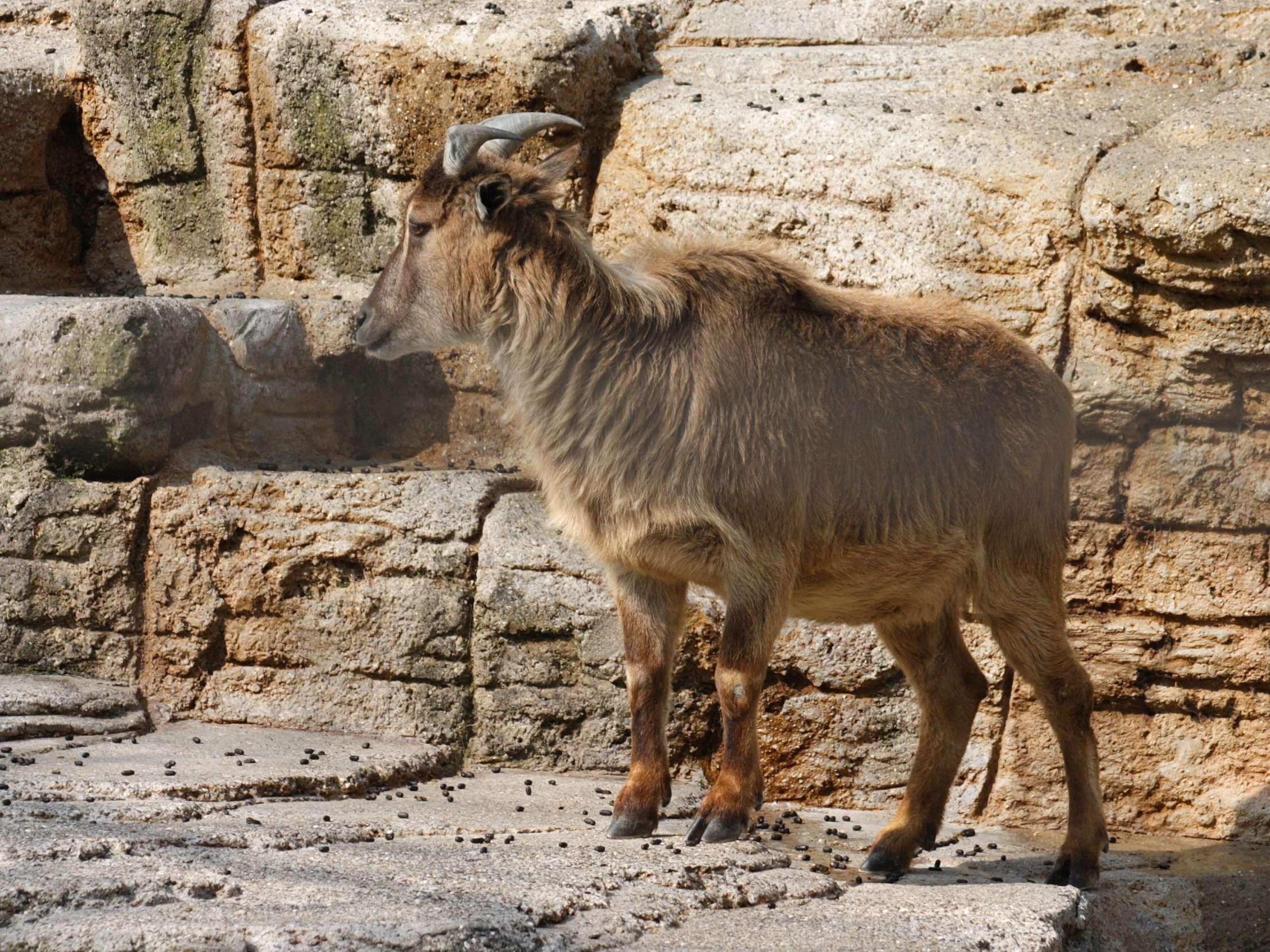 hemitragus_jemlahicus2sd