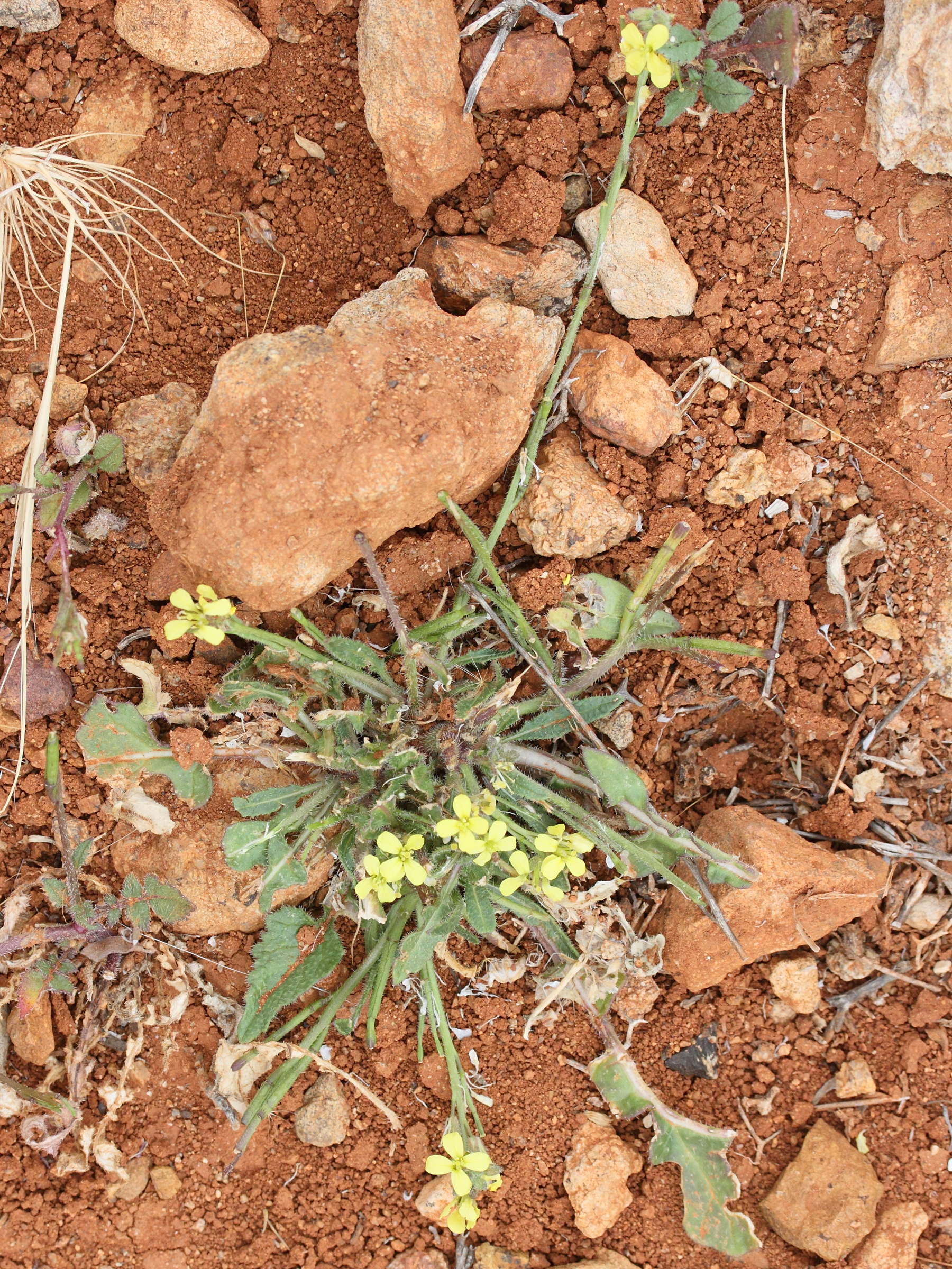 Afficher le média hirschfeldia_incana4md hirschfeldia_incana4md