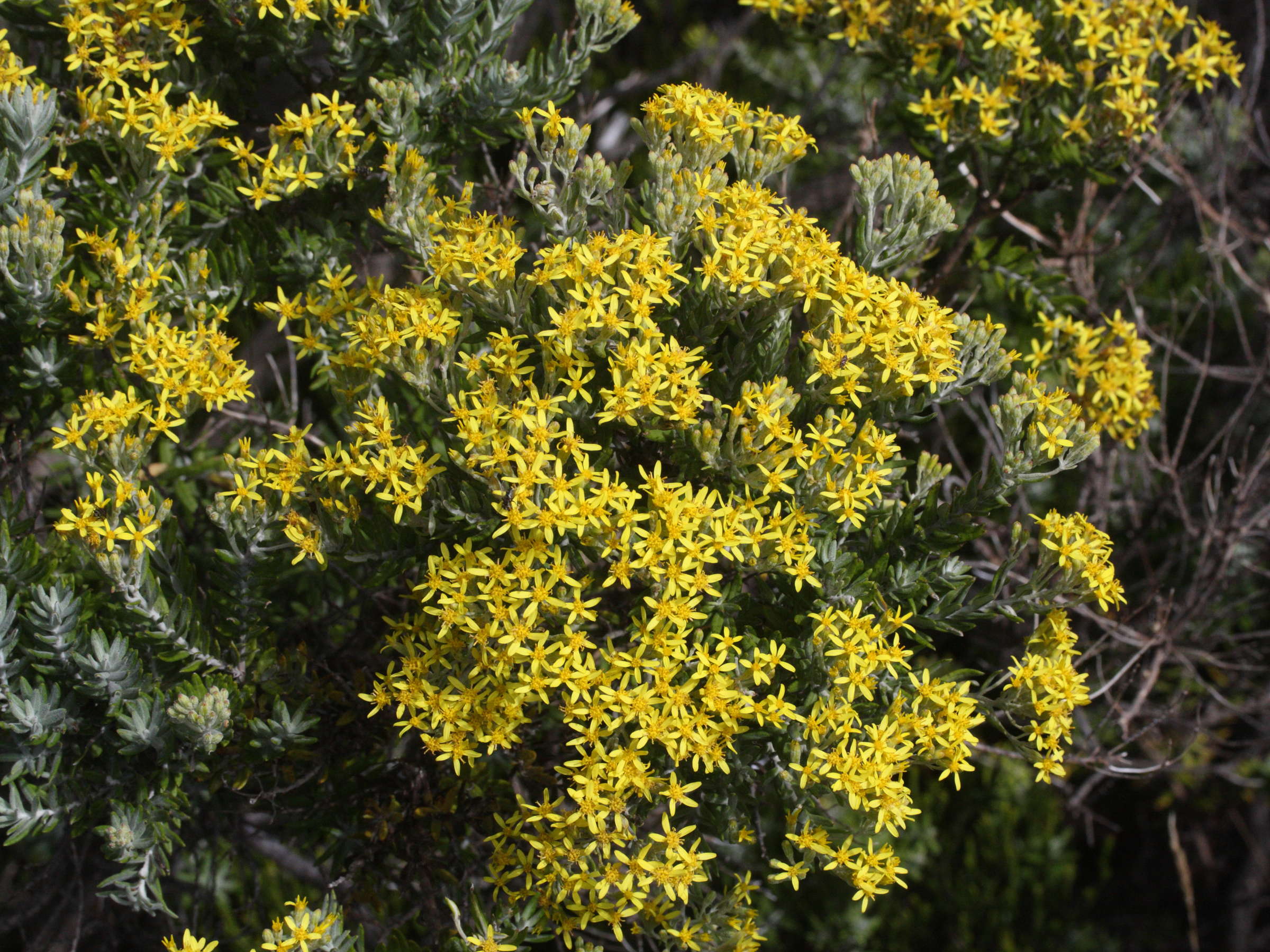 hubertia_tomentosa5md