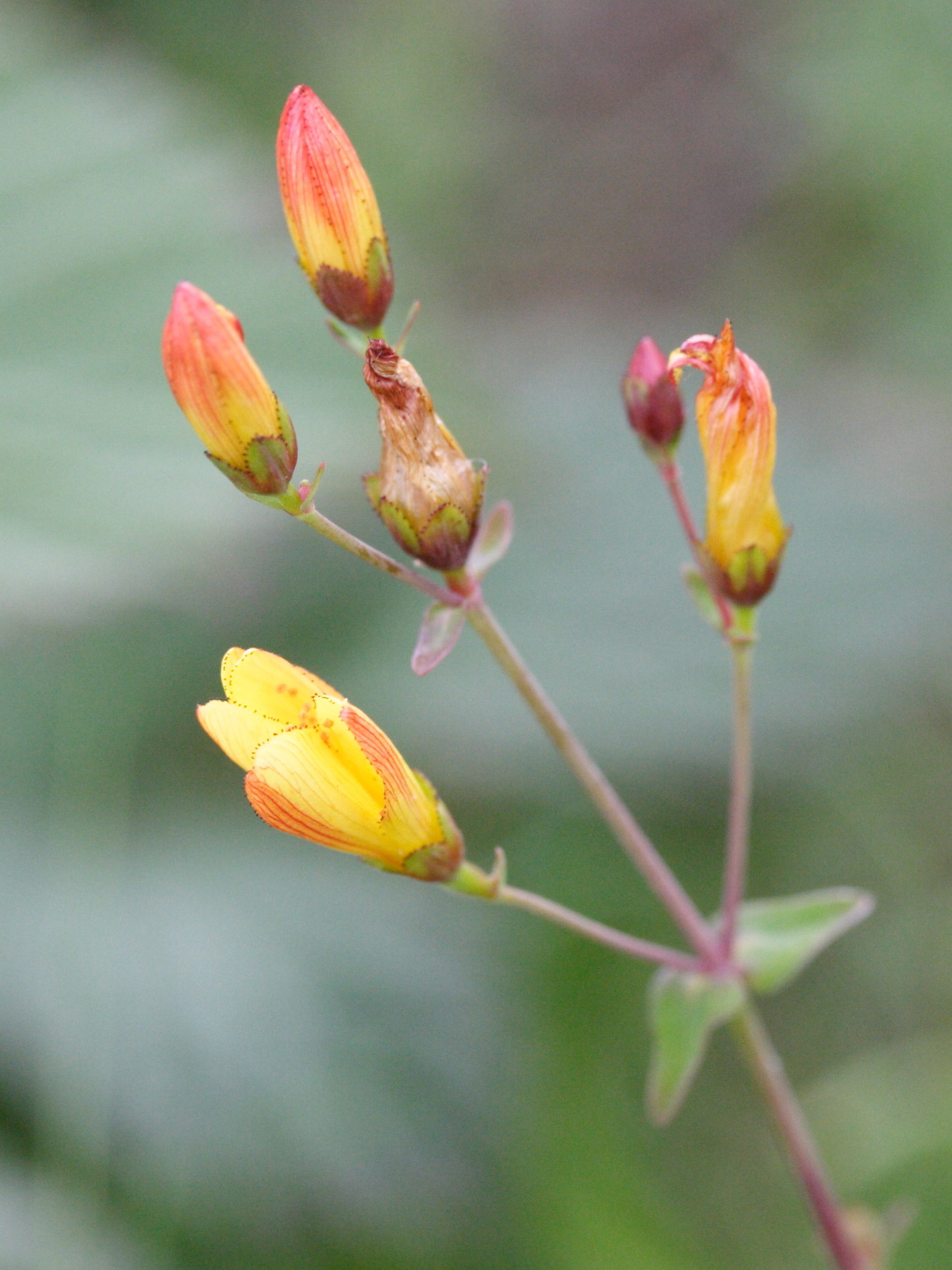 hypericum_pulchrum2md